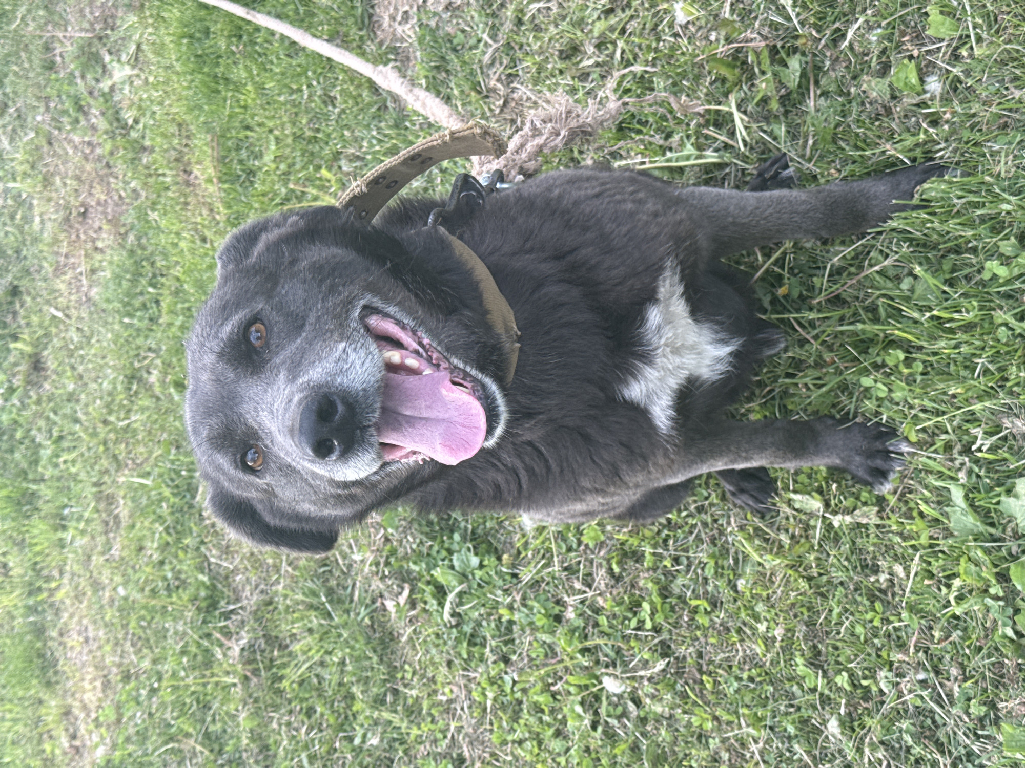 A gray dog with a white patch on its chest is lying on a grassy lawn. The dog has a brown collar and leash attached. It is panting with its tongue hanging out. The location is outdoors and appears to be somewhere with green grass. There is no visible indication of the city of Batmany, Russia.