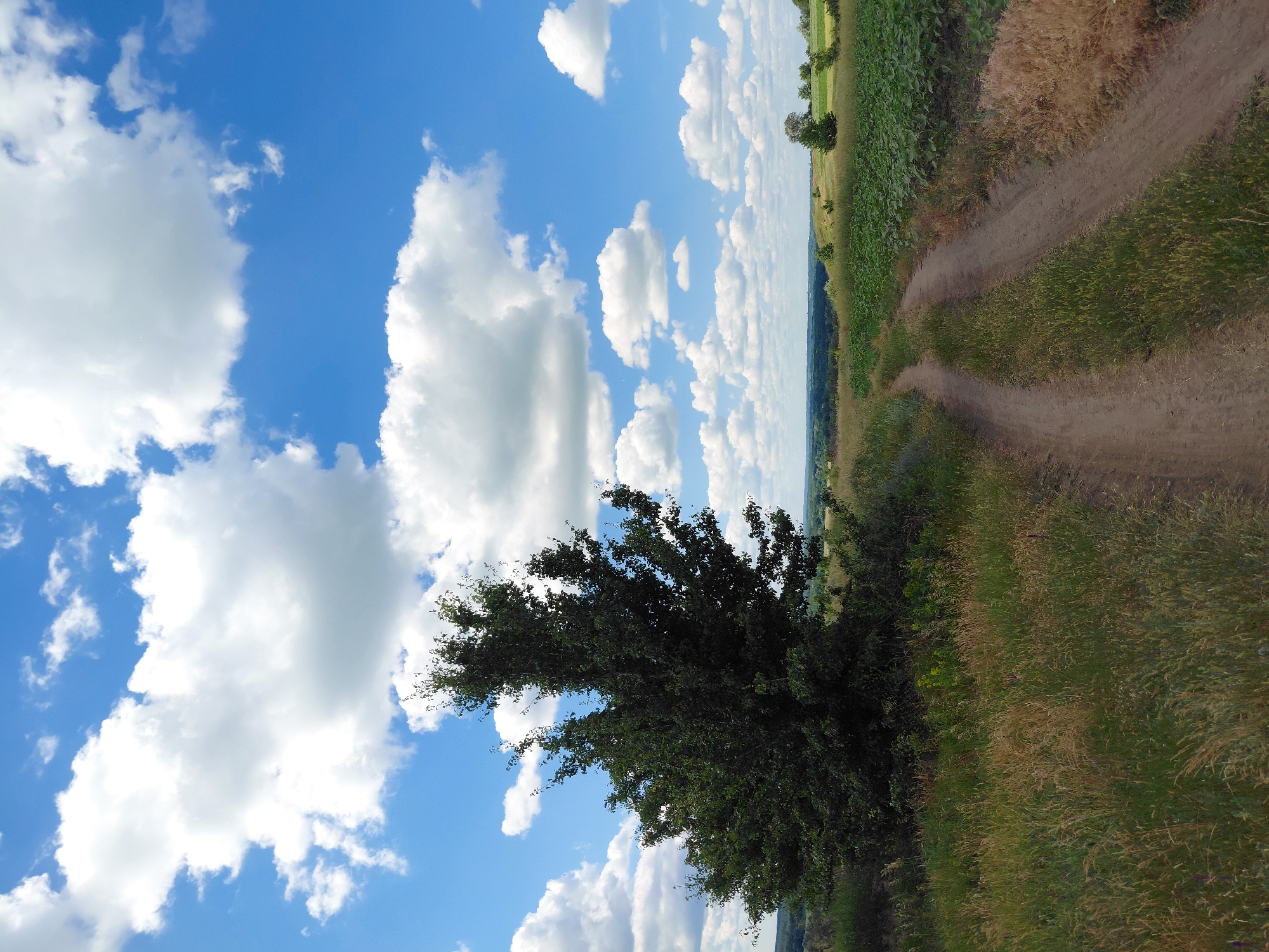 The image depicts a rural landscape in Ustyvytsia, Ukraine, on a bright, cloudy day. A dirt road, showing two distinct tracks, curves through a grassy field in the foreground. To the left of the road, a large, dense tree with dark green foliage stands prominently. Beyond the road and field, a cultivated field with rows of green plants is visible, bordered by a distant tree line under a blue sky filled with fluffy white clouds. The overall scene suggests a tranquil, natural environment.