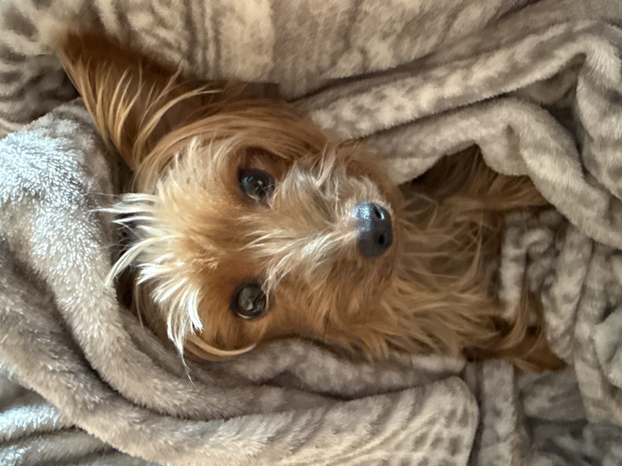 A close-up of a tan, furry dog with a black nose and dark eyes is nestled amongst the folds of a plush, grey blanket. The dog is lying on its back, looking directly at the camera. The blanket has a subtle pattern. The location is Unknown, Unknown.