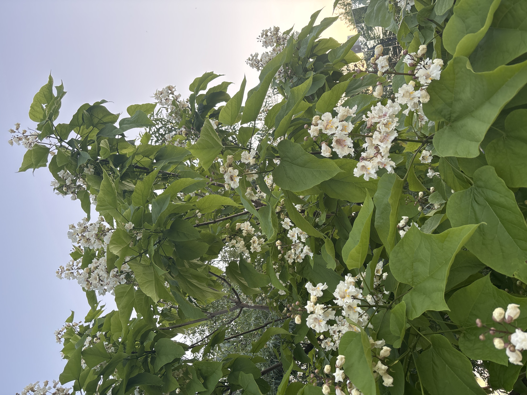 The image depicts a close-up view of a flowering tree, likely a Catalpa, with large green heart-shaped leaves and clusters of white, trumpet-shaped flowers, some with delicate pink and yellow markings. The branches are laden with blooms, suggesting it is springtime or early summer. The background is a softly lit sky, transitioning from a pale blue at the top to a lighter hue near the horizon, with a hint of warm light, possibly from a sunset or sunrise. In the upper right corner, the sky is clear with a faint silhouette of distant trees and structures, including what appears to be a reflective surface, possibly a building or fence. The overall scene is natural and serene, with no people or animals visible. The location is identified as the city of Bila Tserkva, Ukraine.