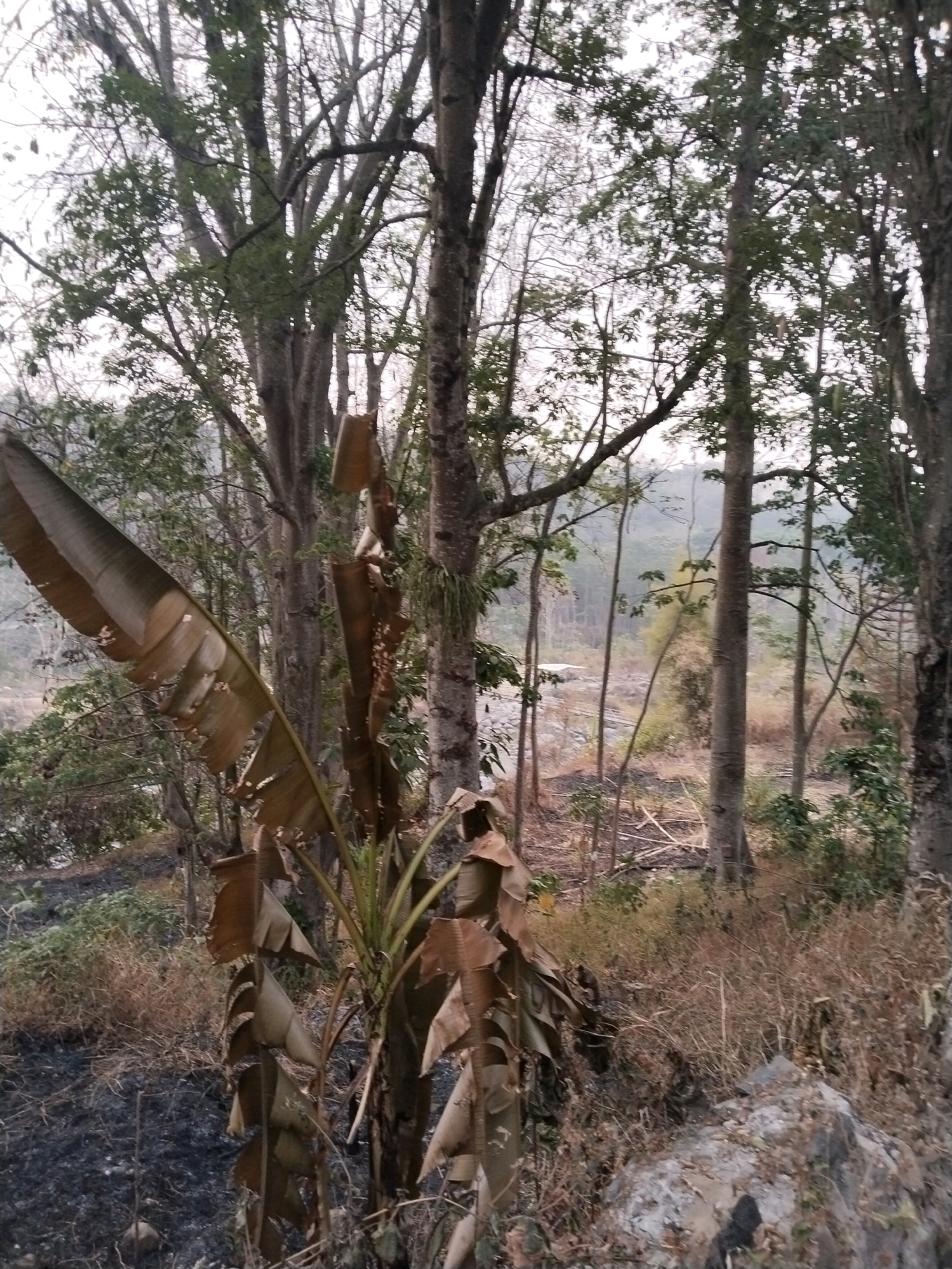 In Sangkanjaya, Indonesia, a post-fire scene unfolds. The foreground is dominated by the charred remains of vegetation, with dark ash covering the ground. A large, dried banana leaf plant stands prominently, its leaves brown and brittle. Surrounding it, dry grass and fallen branches create a somewhat chaotic ground cover. Behind this, the scene transitions to a dense forest with tall trees. The canopy is thick with leaves in some areas, while other trees appear bare or sparsely leafed. The overall impression is one of a natural area recovering from or affected by a fire, with signs of regrowth in the underbrush.