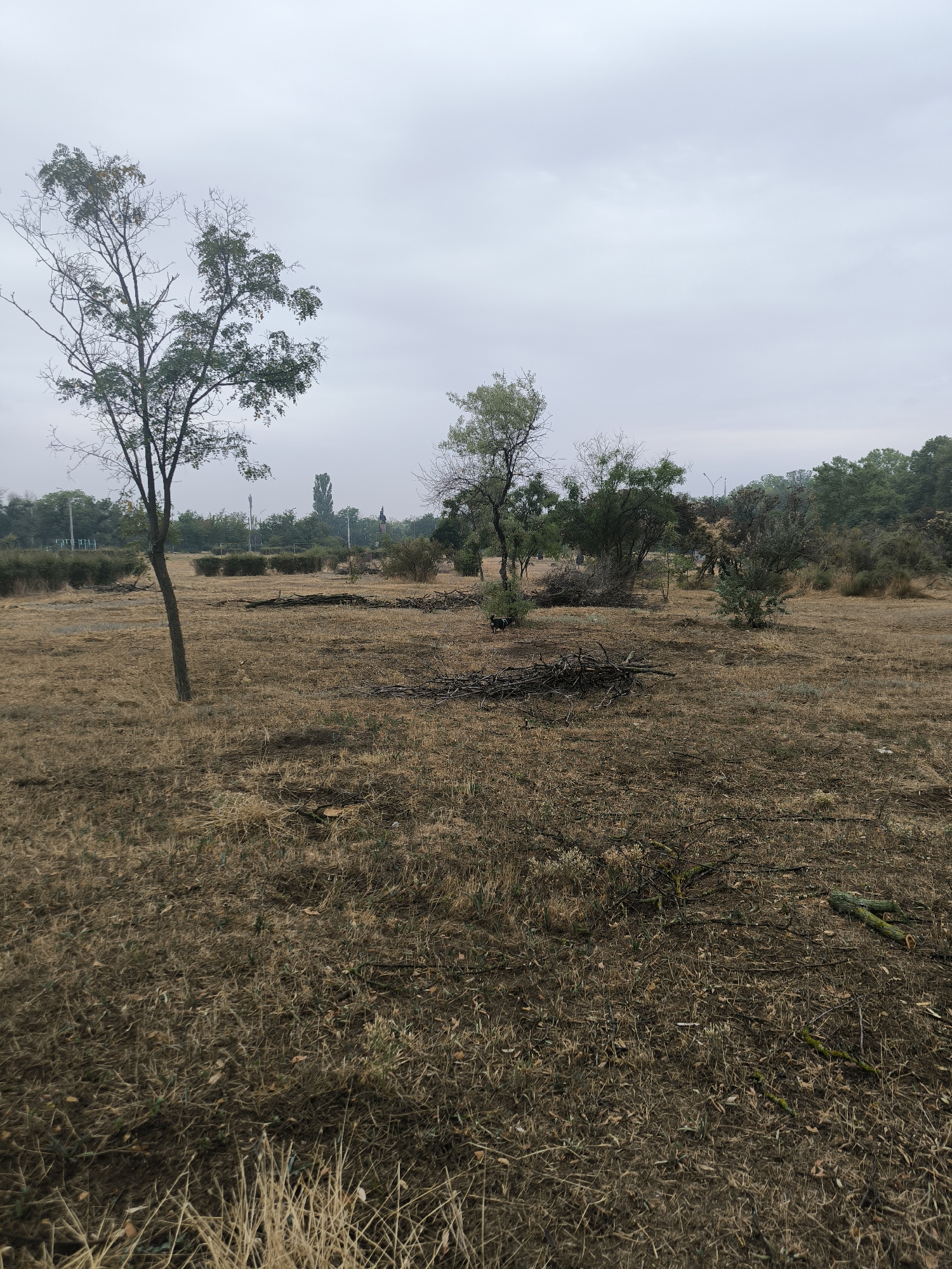 A wide shot captures a sparsely vegetated, dry field in the city of Mykolaiv, Ukraine. The ground is covered in dead, yellowed grass and scattered branches, suggesting a recent clearing or a natural state of disrepair. In the foreground, a single, slender tree with sparse green leaves stands to the left, its trunk angled. Further back, the field is dotted with more trees and shrubs of varying sizes and densities. Some of these trees appear to have been pruned or cleared, with piles of branches visible on the ground. In the distance, a line of denser trees and foliage forms a backdrop. The sky is overcast and a light grey, obscuring any potential sunlight. Several tall, thin poles, possibly utility poles or streetlights, are visible in the middle ground, along with distant structures that are indistinct due to the haze. A small, dark canine is visible near a pile of branches in the middle left of the frame. The overall atmosphere is somber and desolate.