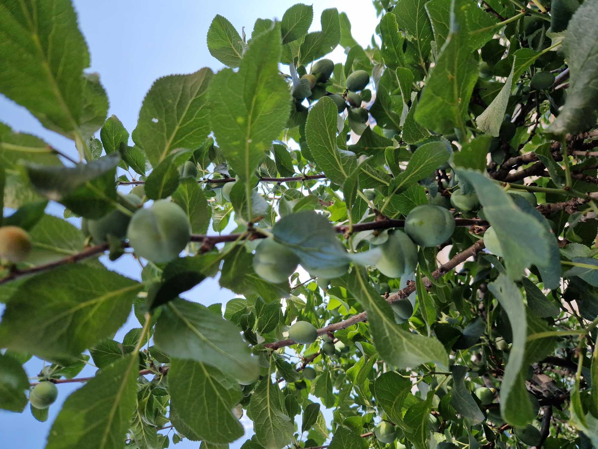 This is a close-up, eye-level shot of a plum tree with unripe green plums hanging from its branches. The leaves are a vibrant green and the sky is a clear blue. The image appears to have been taken outdoors in a natural setting, possibly a garden or orchard. There are no people or animals visible in the frame. The focus is sharp on the plums and leaves, creating a sense of depth and texture. The lighting suggests it is daytime, with the sun illuminating the foliage. This image was captured in Sofia, Bulgaria.