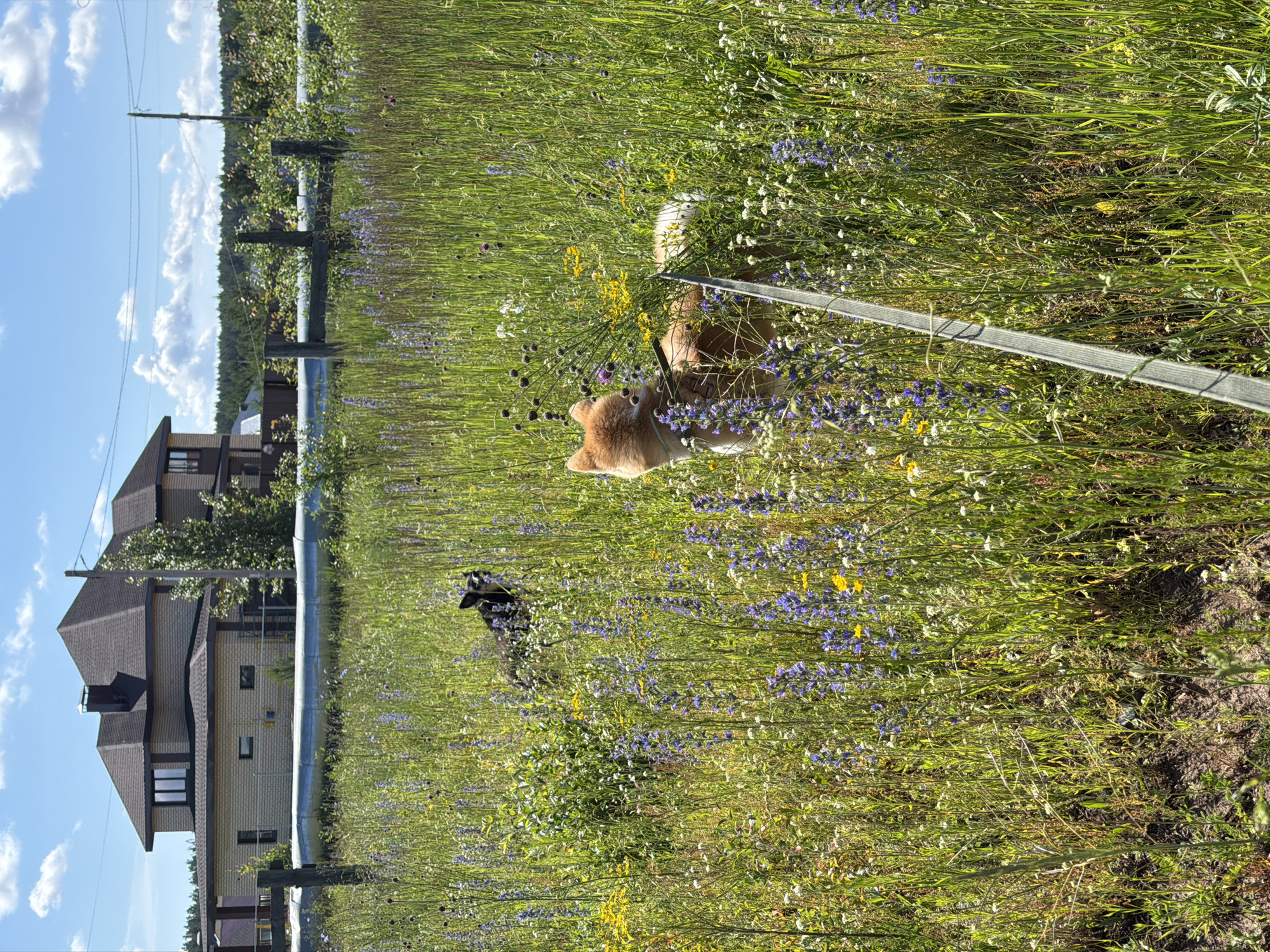 This image depicts a sunny outdoor scene in the city of Chaikovsky, Russia, featuring two dogs in a field of wildflowers. In the background, a large, modern house with a dark-tiled roof and light-colored brick facade is visible. A metal pipe runs horizontally across the mid-ground, supported by wooden posts. The foreground is dominated by tall, green grass interspersed with numerous blue, purple, and yellow wildflowers.
A black and white dog is positioned in the mid-ground, partially obscured by the foliage. To the right and slightly closer to the viewer, a fox-colored Shiba Inu dog is visible, wearing a harness and attached to a leash that extends out of frame. The Shiba Inu is looking away from the camera. The sky above is blue with scattered white clouds. The overall setting suggests a rural or semi-rural area on the outskirts of Chaikovsky.
