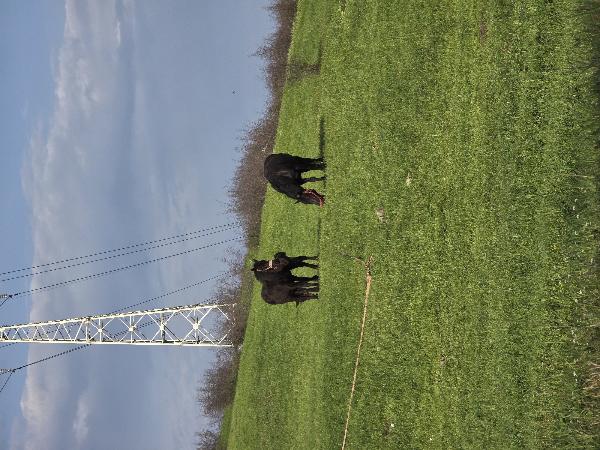 The image, taken in Burgas, Bulgaria, presents a dynamic outdoor scene featuring two black bovine animals grazing on a vibrant green, sloping grassy field. The perspective is tilted, making the horizon appear diagonal.
In the foreground and mid-ground, two dark-coated animals, likely young cattle or ponies, are seen with their heads down, actively feeding on the lush grass. One animal, positioned slightly closer to the viewer, wears a distinct bright red halter.
The background consists of a line of bare deciduous trees or bushes, separating the field from the expansive sky. The sky itself is a light blue, adorned with elongated white clouds, suggesting a clear day with some atmospheric activity.
A prominent feature in the left side of the frame is a large, white metal lattice power line tower, characteristic of electricity transmission infrastructure. Multiple power lines extend from the tower, cutting across the sky. A thin orange or red rope or cord is visible on the grass in the lower right section of the image.
The setting appears to be a rural or semi-rural area, combining natural elements like grazing animals and green pastures with man-made structures such as the power line tower. The lighting indicates it is daytime, with clear visibility. There is no visible text in the image.