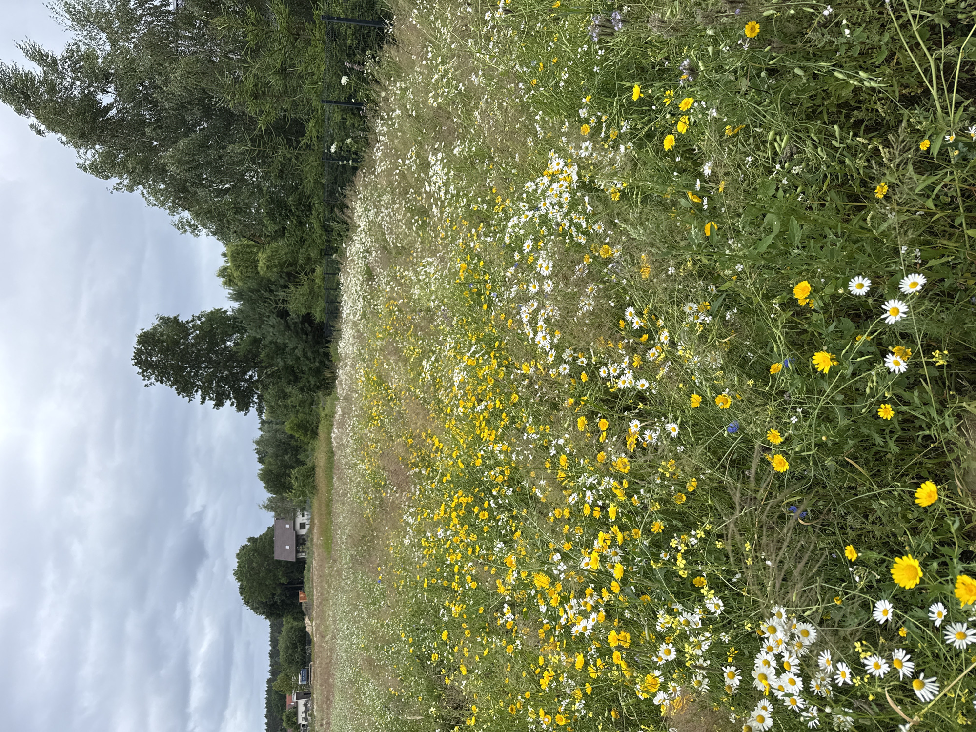 An image depicts a meadow in Kołczewo, Poland, populated with a dense arrangement of wildflowers, predominantly white daisies and yellow flowers, interspersed with tall green grasses. In the background, a cluster of trees forms a treeline, beyond which a few houses are visible. The sky above is overcast with gray clouds. A dark fence runs along the right side of the meadow.