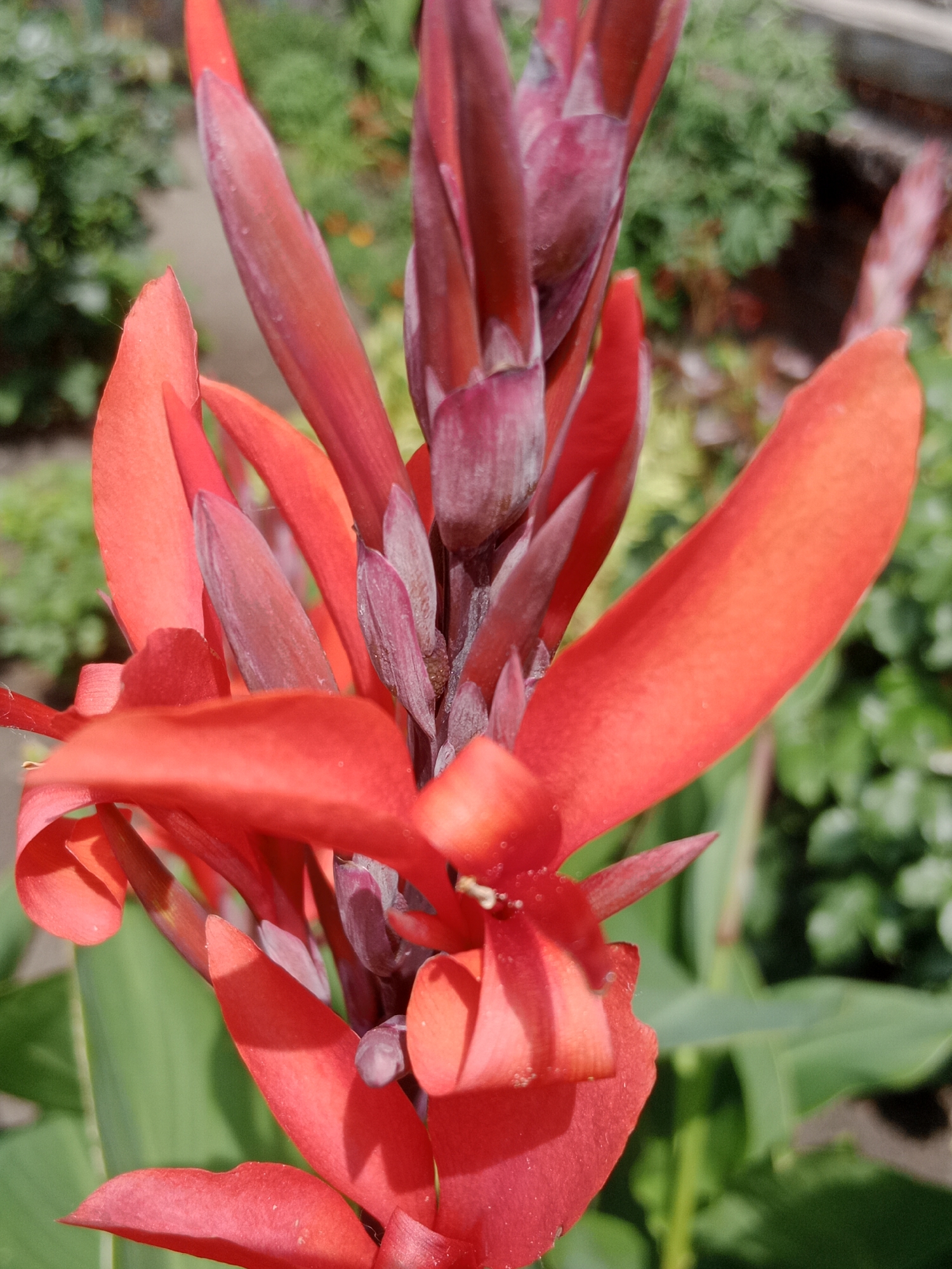 The image is a close-up, vertical shot of a vibrant red Canna lily flower in bloom. The petals are rich and velvety, with a slightly curved and ruffled texture. The central part of the flower displays darker, more subdued reddish-purple buds and stems, some of which are partially unfurled. The background is a soft, blurred expanse of green foliage, indicating an outdoor garden setting. The lighting suggests it is daytime, with some dappled sunlight creating subtle highlights on the petals. There are no people or animals visible in the image. The scene is static and focused solely on the natural beauty of the flower.
This flower could be located in any garden in Bydgoszcz, Poland, or anywhere else with a similar climate and flora. Without further context, its specific location within Bydgoszcz cannot be determined.
