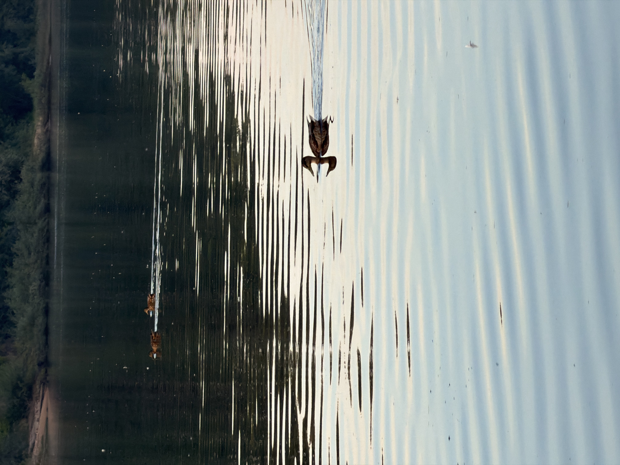 The image depicts a serene body of water, likely a river or lake, with a distant wooded shoreline. The water's surface is rippled, catching the soft light and creating horizontal lines of light and shadow. In the foreground, a single duck is swimming from right to left, leaving a visible wake. Its reflection is clearly visible beneath it. Further in the background, two more ducks are swimming together, also creating wakes. The overall impression is one of tranquility and nature. This scene could be found along the Kama River embankment in Chaikovsky, Russia, known for its natural beauty and recreational opportunities.