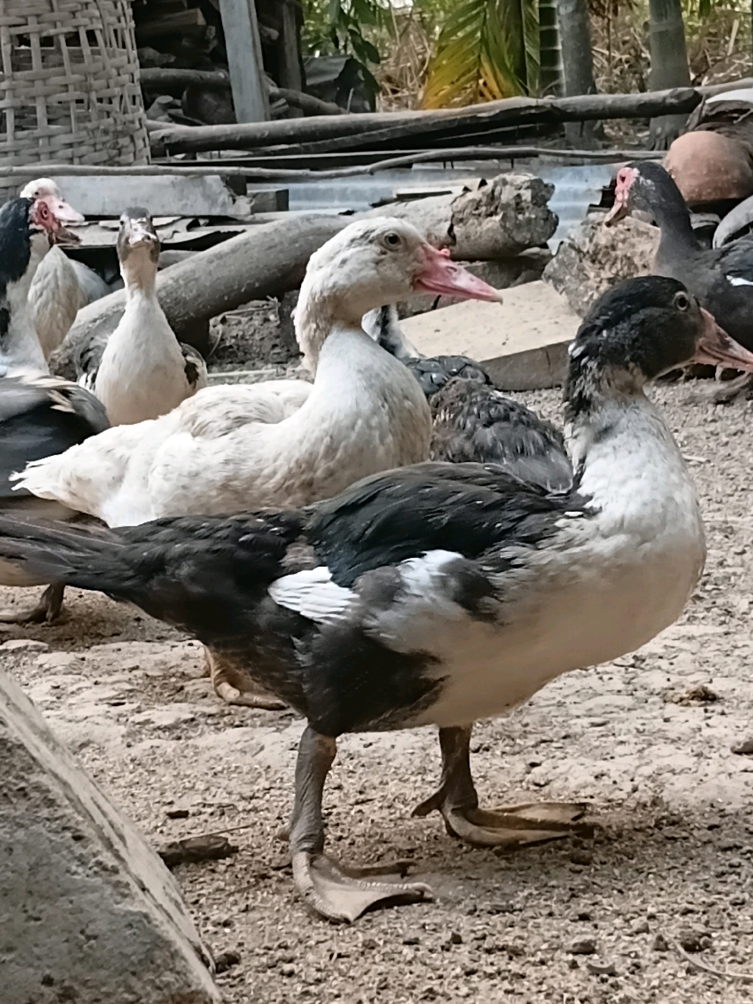 This is a photograph of a group of ducks in what appears to be a rural or farmyard setting. The ducks are of various colors, including white, black, and speckled black and white. Some are standing, while others are partially obscured by those in front. The ground is covered in dirt and small stones. In the background, there are natural elements like trees and possibly some farm structures such as wooden beams and a woven basket. The lighting suggests it is daytime, with soft shadows. The image does not provide any specific details about the location in the city of Margo Rukun, Indonesia.