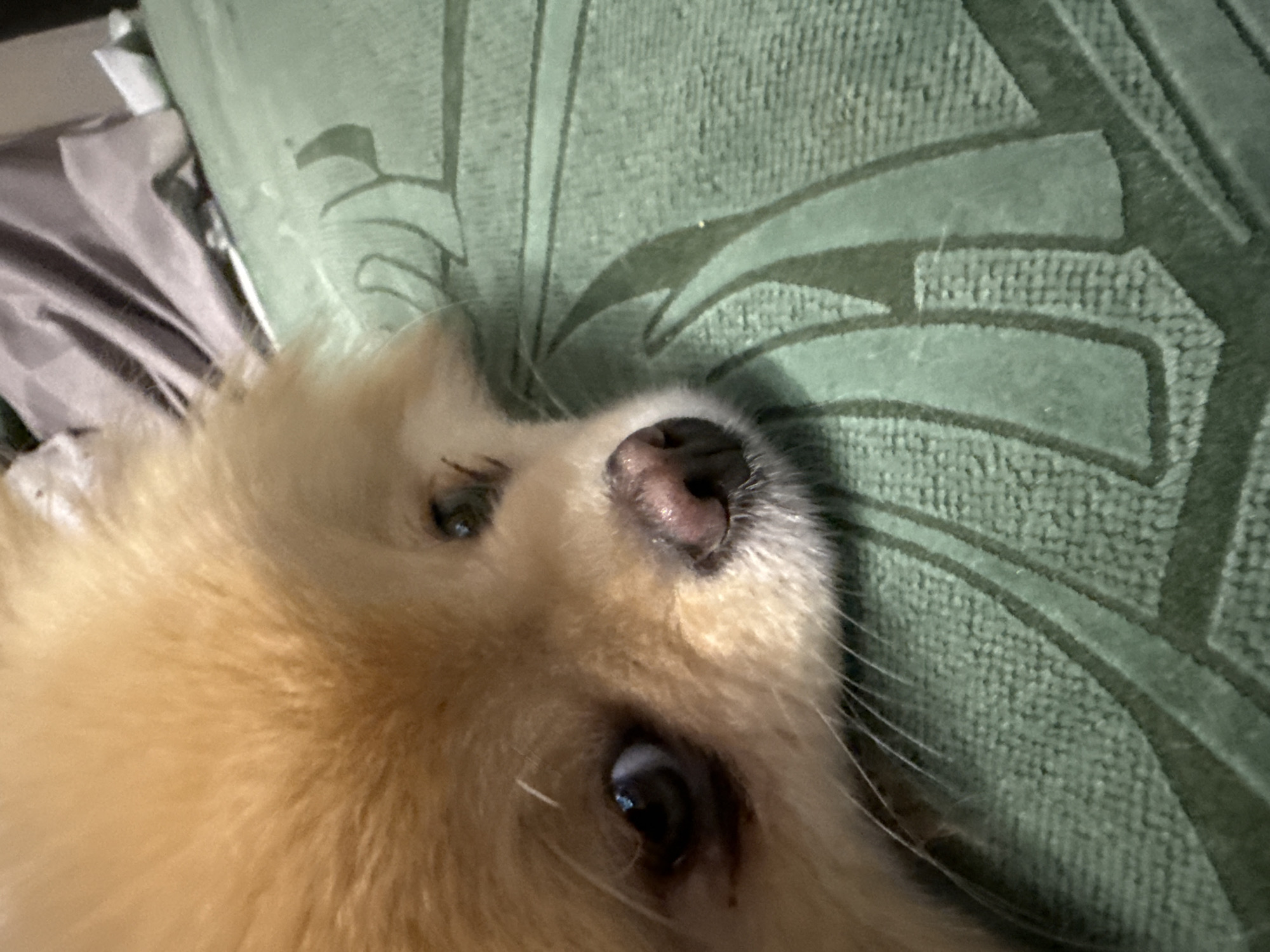 A close-up, eye-level shot shows the face of a small, fluffy, light brown dog resting on a textured, dark green surface with a subtle pattern. The dog's fur is light brown and appears soft. Its right eye, which is clearly visible, is dark brown with a black pupil, and there is some darker coloration or shading around the eye. The dog's nose is a dark pinkish-brown with a moist, textured appearance. The left eye is partially obscured and appears to be looking upwards. Several long, light-colored whiskers extend from the dog's muzzle. The green surface beneath the dog has a woven texture and is patterned with darker green, curved lines that resemble stylized leaves or abstract shapes. In the background, out of focus, is a rumpled surface that appears to be fabric, possibly bedding, in shades of gray and beige. The lighting is soft, casting subtle shadows and highlighting the dog's features and the texture of the surface. The scene is still, with no discernable action taking place. The location is Unknown, Unknown.