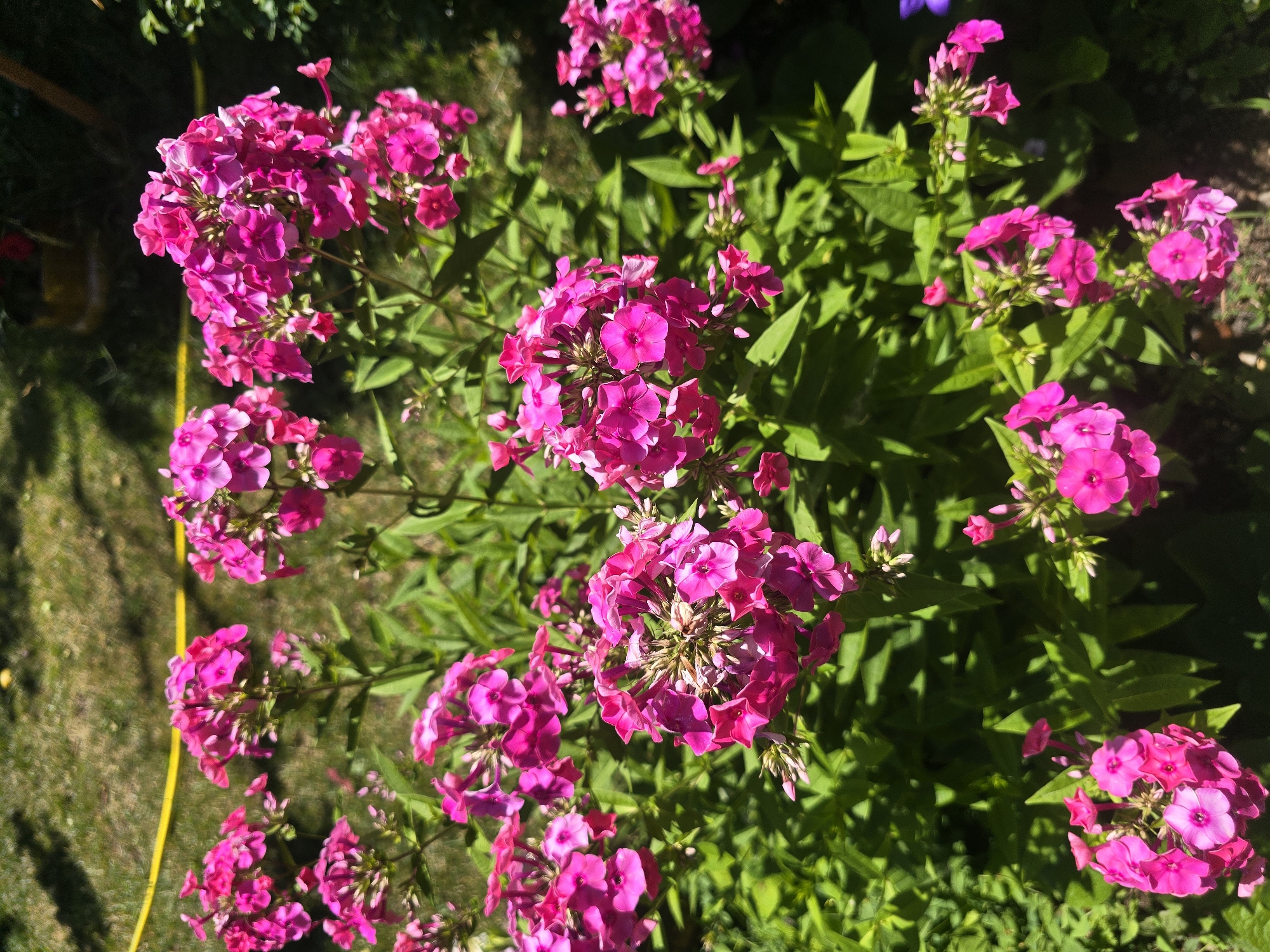 A close-up, eye-level shot captures a cluster of vibrant pink phlox flowers in full bloom, set against a backdrop of lush green foliage. The flowers, with their delicate petals, are arranged in dense, rounded clusters atop tall stems. The sunlight casts dappled shadows on the leaves, suggesting an outdoor setting. In the background, a yellow hose is visible coiled on the ground, and the blurred outline of a garden bed can be seen. The scene appears to be in a garden or park.