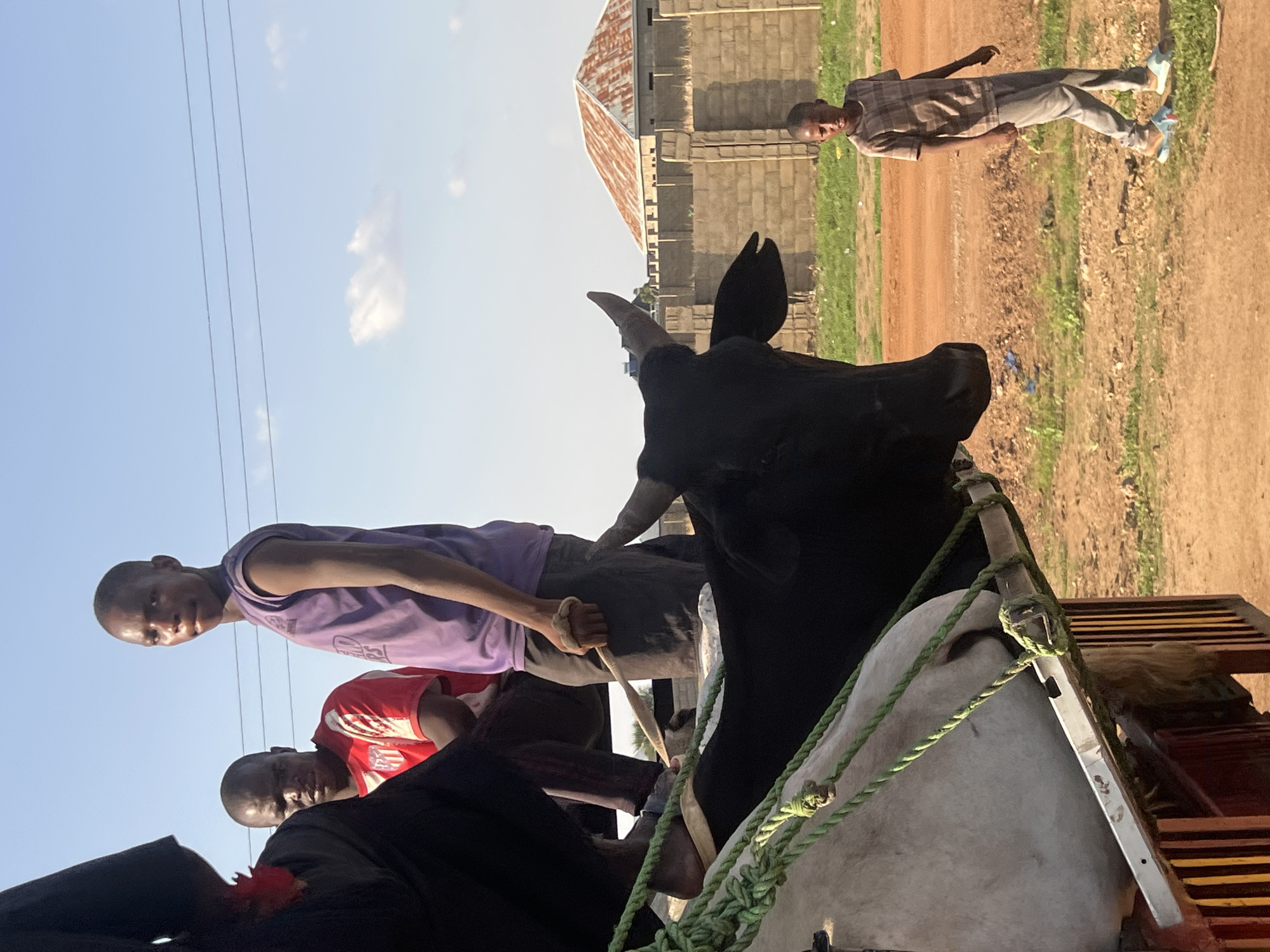 The image depicts an outdoor scene in a semi-urban or rural area of Bauchi, Nigeria. The central focus is the transport of livestock on a flatbed vehicle or trailer, accompanied by several individuals.
In the foreground and left midground, a black bovine animal with prominent horns has its head and neck visible, facing right. To its left, the rear flank of a white bovine animal is partially visible, secured by multiple green ropes that are wrapped around its body and attached to a metal frame, indicating it is loaded onto the vehicle.
Two adult males are situated on the vehicle platform alongside the animals. The man on the left wears a red and white striped short-sleeved shirt and dark trousers; he appears to be sitting or crouching, looking towards the right with a serious expression. The second man, positioned centrally, wears a purple sleeveless shirt and dark shorts. He stands, holding a light-colored wooden stick, approximately 2-3 feet long, in his right hand, and looks directly at the viewer with a neutral expression. His bare left foot is visible near the edge of the vehicle. A dark-clothed figure is partially visible on the far left, framing the scene.
On the right side of the midground, a young boy stands on a reddish-brown dirt path, observing the scene. He is dressed in a plaid short-sleeved shirt, light grey trousers, and blue and white slide sandals.
The background features a clear, light-blue sky with a few sparse white cumulus clouds. Three parallel utility lines are visible horizontally in the upper sky. On the right, a building with a reddish-brown corrugated metal roof is visible behind a concrete block wall, indicative of local construction. The ground is composed of dry, reddish-brown earth with scattered patches of green vegetation.