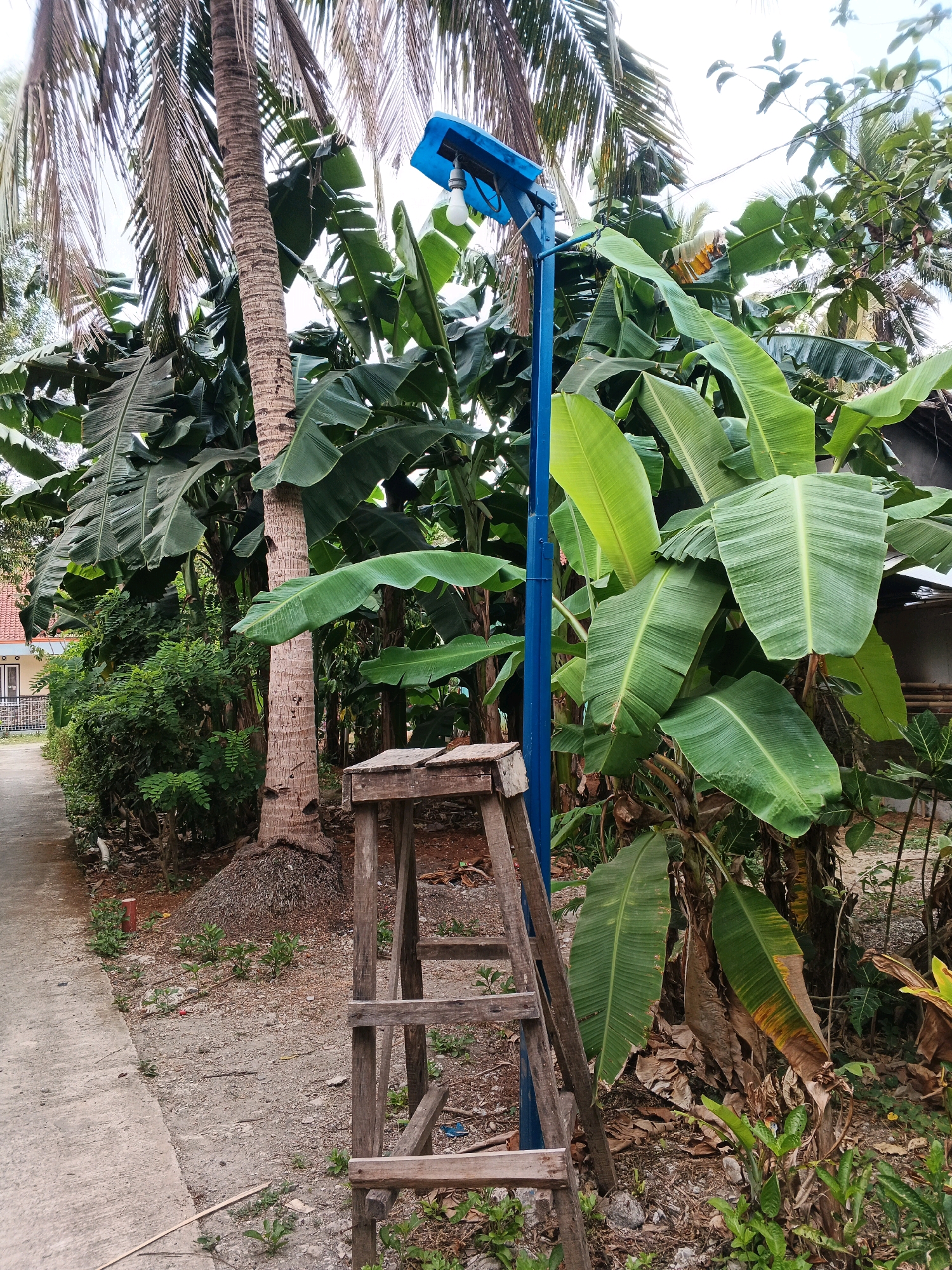 In Karangjengkol, Indonesia, a weathered wooden stepladder stands next to a tall blue pole with a blue solar panel and a light bulb attached. The ladder is positioned to the left of the pole, suggesting it was used to reach the light. The scene is set against a backdrop of lush green banana trees and a mature palm tree. To the left, a concrete path runs alongside a row of green bushes and a house with a red roof. The ground is covered with dirt, pebbles, and dry leaves, indicating an outdoor, possibly rural or suburban, environment. The lighting suggests it is daytime.