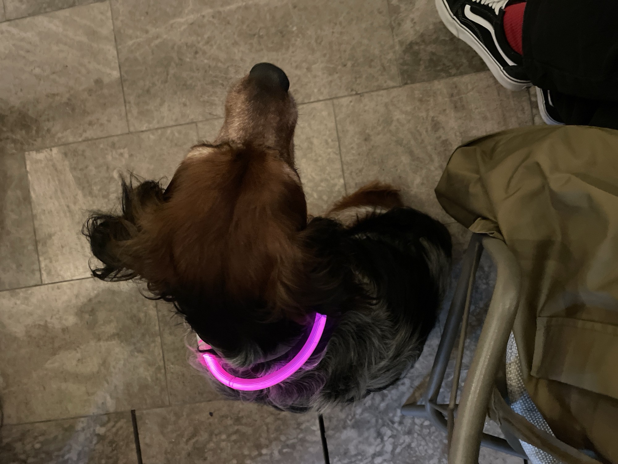 The image shows a dog from an overhead perspective. The dog has brown and black fur and is wearing a glowing pink collar. The dog is on a tiled floor. In the upper right corner, a person's leg is visible, wearing black Vans sneakers with white stripes and red socks. A chair is partially visible to the right of the dog with a khaki jacket draped over it. The floor tiles suggest an indoor location, likely a restaurant or bar. Location details of Rafailovići, Montenegro are not discernible from the image.