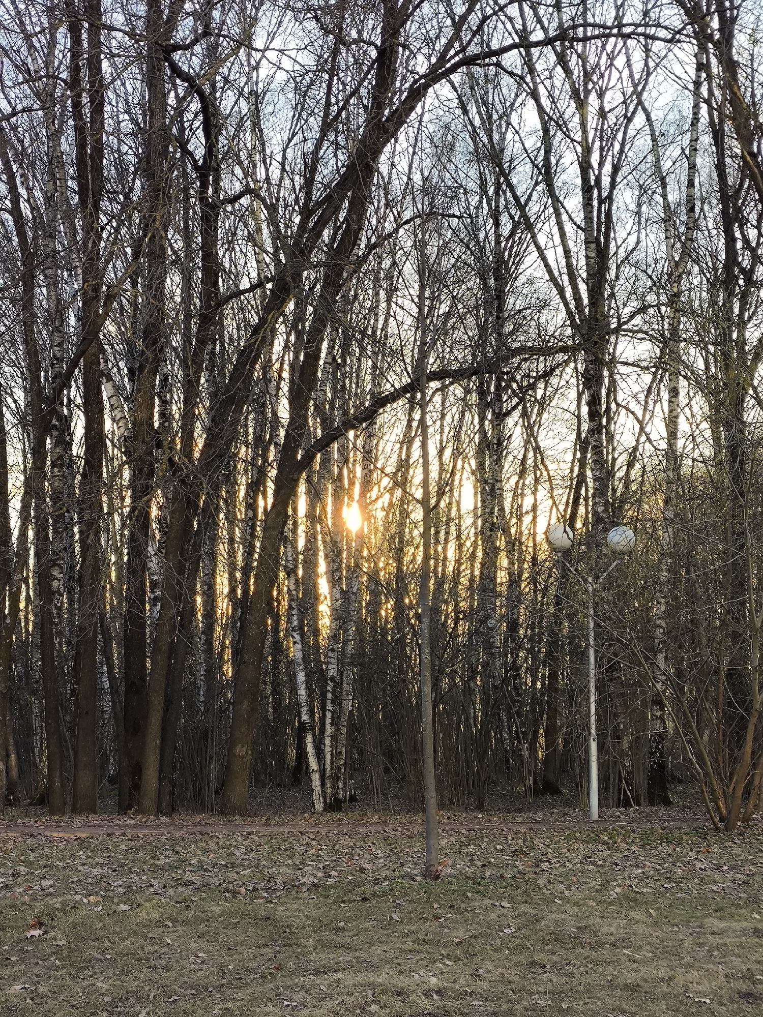 The image captures a landscape scene in Moscow, Russia. It appears to be a wooded area or park at dusk or dawn, as indicated by the sun shining through the dense array of bare trees. The trees are of varying types, including birch trees identifiable by their white bark. In the foreground is a grassy area covered in fallen leaves, typical of the fall season. A lamppost is situated on the right side of the image, standing amidst the trees. No people or animals are directly visible in the picture.