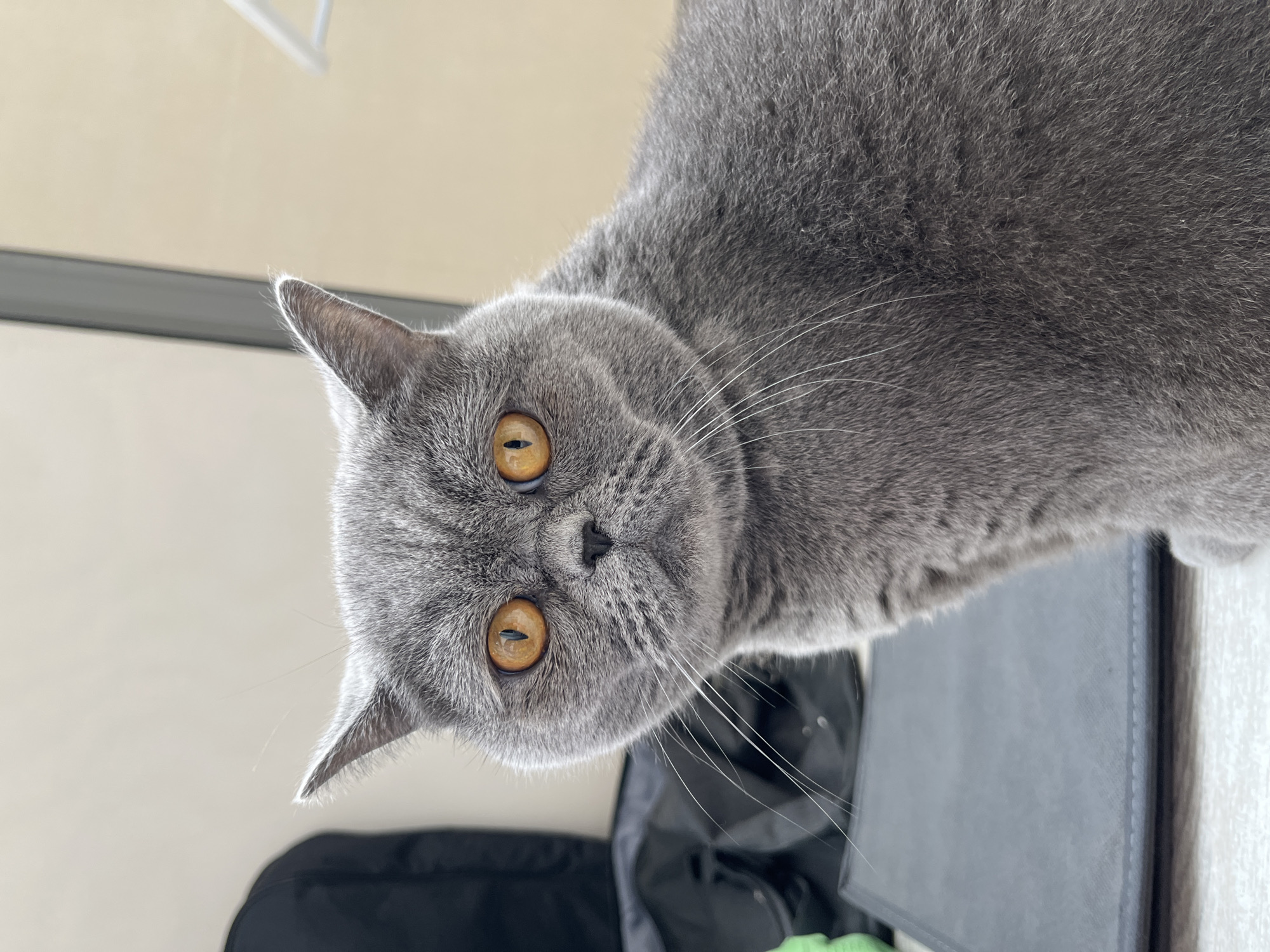 The image shows a close-up of a gray British Shorthair cat with large, round, orange eyes. The cat's fur is short and dense, and it has a flat face with prominent cheeks. The background is blurred and appears to be an indoor setting with a light-colored wall and some dark objects, possibly bags, on the left. A light-colored hanger is visible in the upper right corner. The cat is looking directly at the camera. There is no discernible location within the city of Saint Petersburg, Russia, depicted in this image.