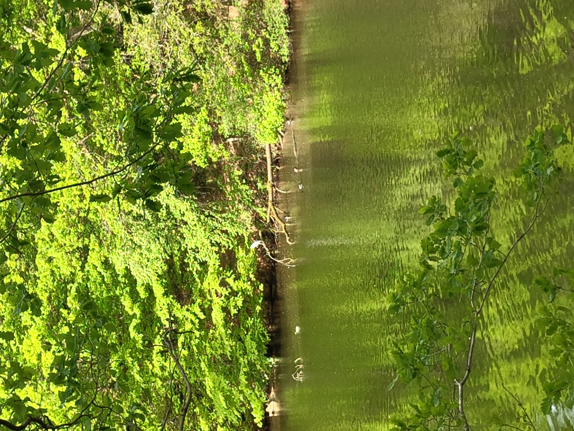The image depicts a waterway bordered by lush green trees and vegetation, possibly a canal or river in a park-like setting. The water reflects the verdant foliage, creating a green hue. Several ducks are swimming along the bank of the waterway. The location is not discernible from the image. Therefore, the city of Perl, Germany, cannot be verified.
