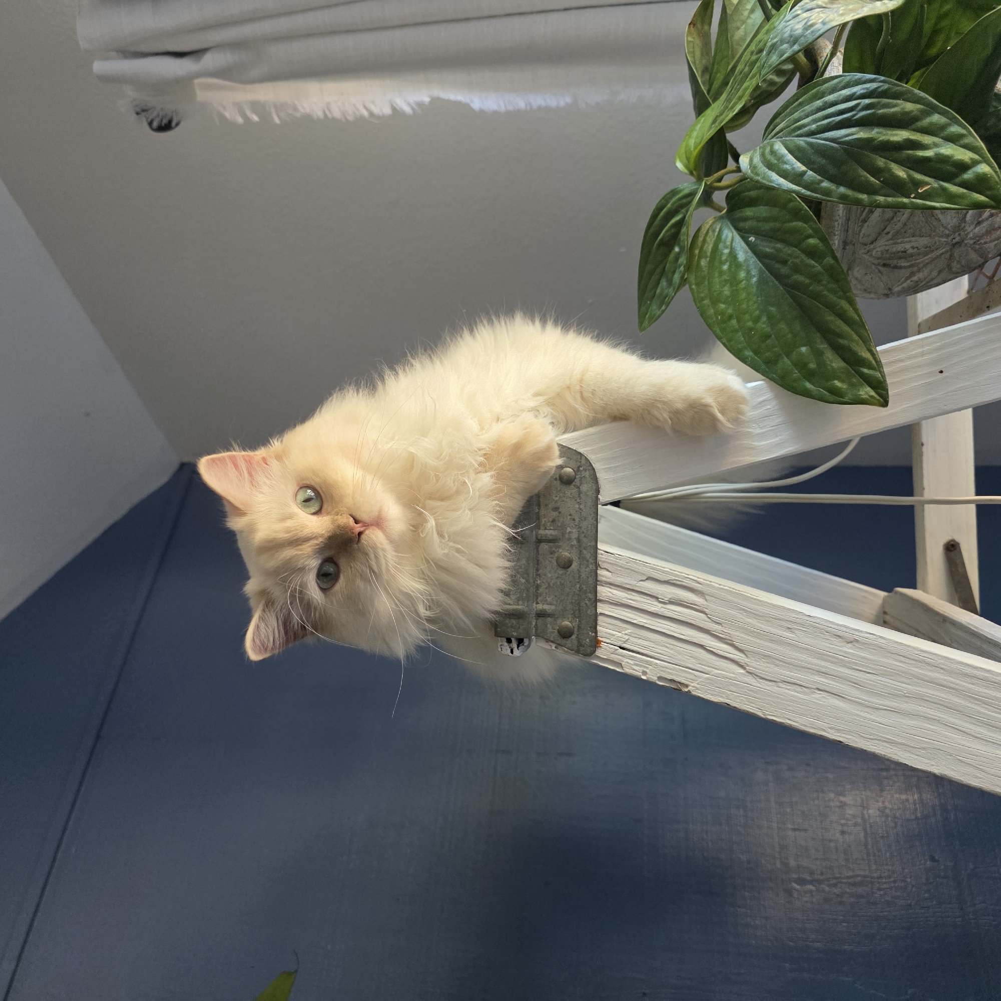A fluffy, light-colored cat with blue-green eyes is perched on the top step of a white A-frame ladder. The cat's front paws are resting on a metal hinge mechanism that connects the two sides of the ladder. The cat's body is facing forward, and its head is tilted slightly to the side. Behind the cat, a dark blue wall is visible on the left, and a light gray wall with white curtains is on the right. In the lower right corner of the image, a green leafy plant in a textured pot is present. The lighting suggests it is daytime, with sunlight casting shadows and highlighting the cat's fur. The overall scene appears to be indoors, possibly in a home or studio environment, but there are no explicit indicators of its specific location within Portland, Oregon, United States of America.