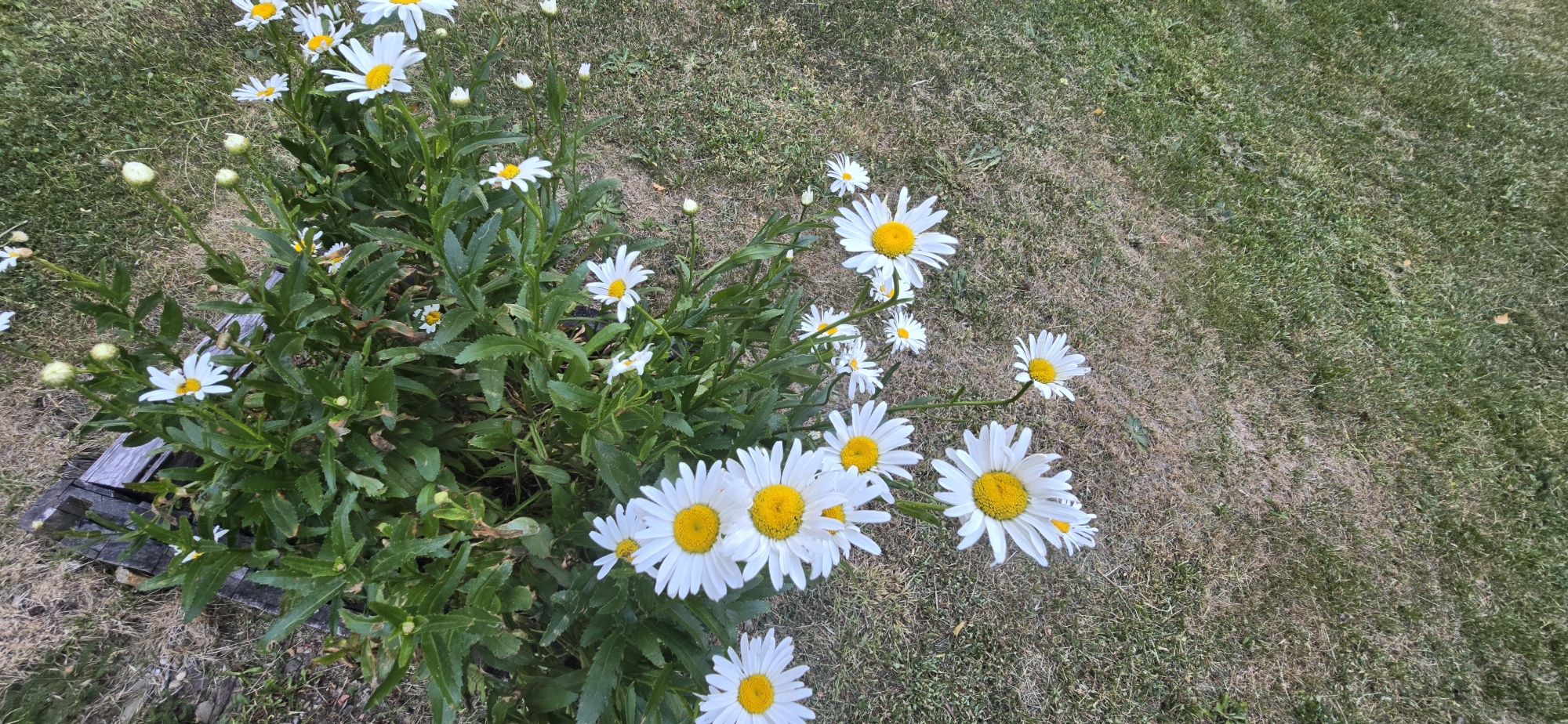 A cluster of white daisy flowers with yellow centers blooms in a garden bed adjacent to a lawn in Sallent de Gállego, Spain. The daisies are at various stages of bloom, with some fully open and others still in bud. They are clustered around a patch of green foliage and are partially surrounded by a weathered wooden structure that appears to be a raised garden bed. The lawn next to the garden bed is a mix of green grass and dry, brown patches, suggesting a transition from a well-maintained area to a drier section. The scene is captured from a high angle, looking down on the flowers and grass.