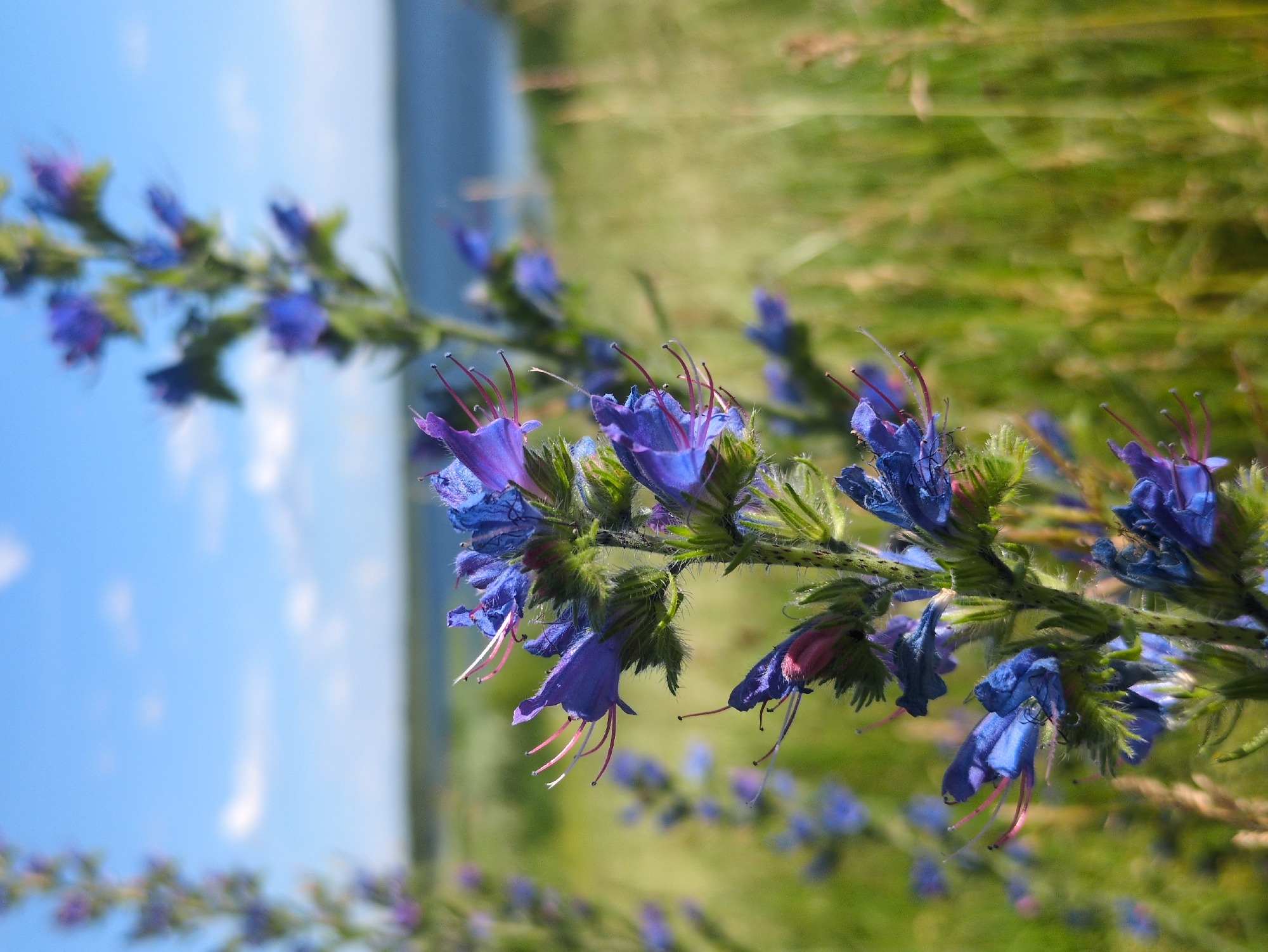 This media file is a close-up, low-angle, outdoor photograph featuring a stem of blue, tubular flowers with prominent pink stamens. The flowers are clustered along a green, fuzzy stem and appear to be in various stages of bloom. The background is softly blurred, showcasing a transition from a bright blue sky with some white clouds on the left to a vibrant, green, grassy field on the right. The lighting suggests it is daytime, with bright sunlight creating highlights and shadows on the flowers and foliage. The shallow depth of field ensures the flowers are the primary subject, with the natural environment providing a colorful and impressionistic backdrop. The image has a serene and natural feel, emphasizing the beauty of the wildflowers and their habitat. The location is identified as Velet'ma, Russia, suggesting a rural or natural setting in that region. There is no text visible in the image.