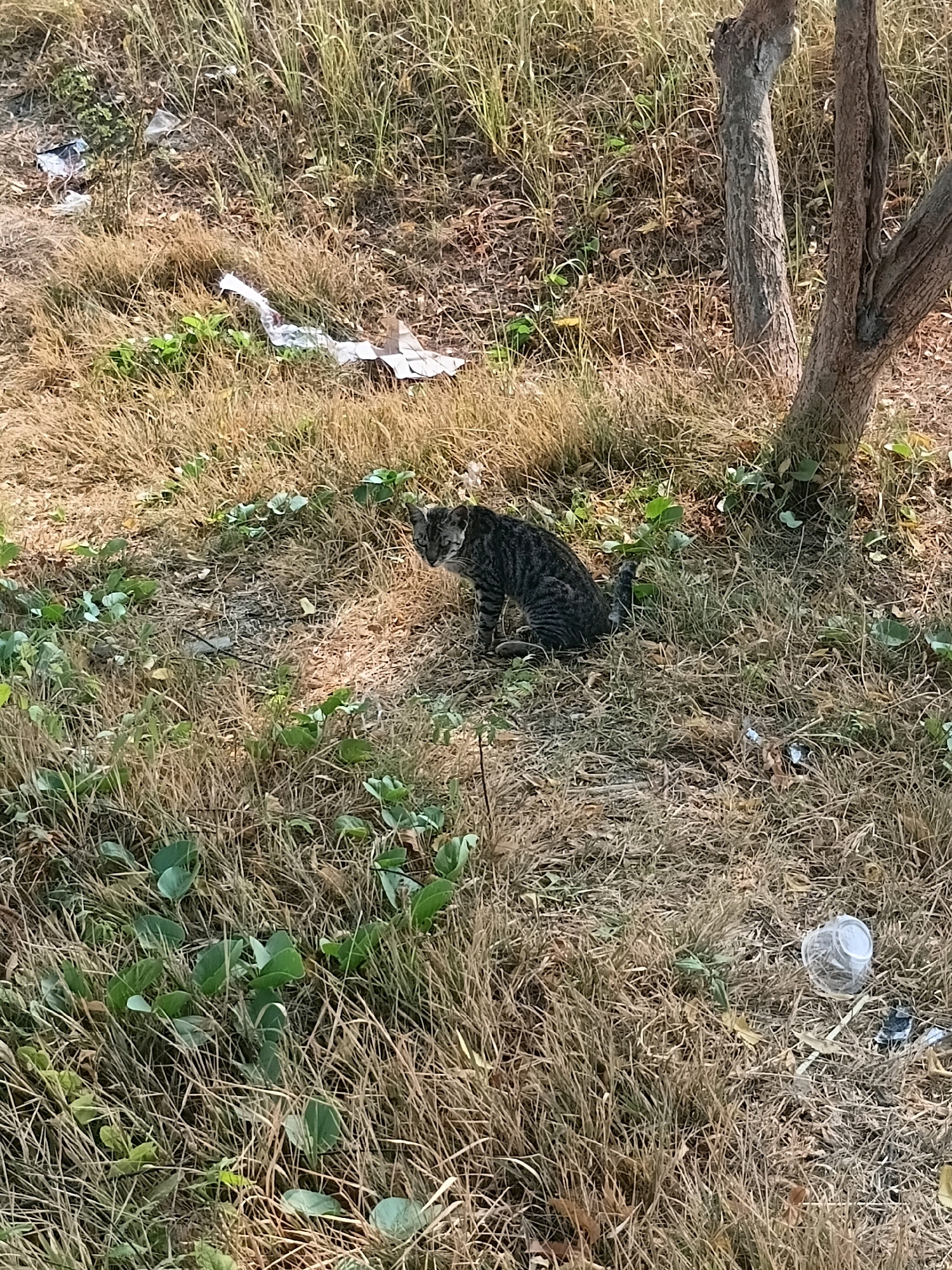 A tabby cat is sitting on dry grass near a tree trunk. The cat is looking to the left. There is some trash visible in the grass, including plastic bags and a plastic cup. The image appears to have been taken outdoors in a natural or semi-natural environment. The location in Cikal, Indonesia is not discernible from the image.