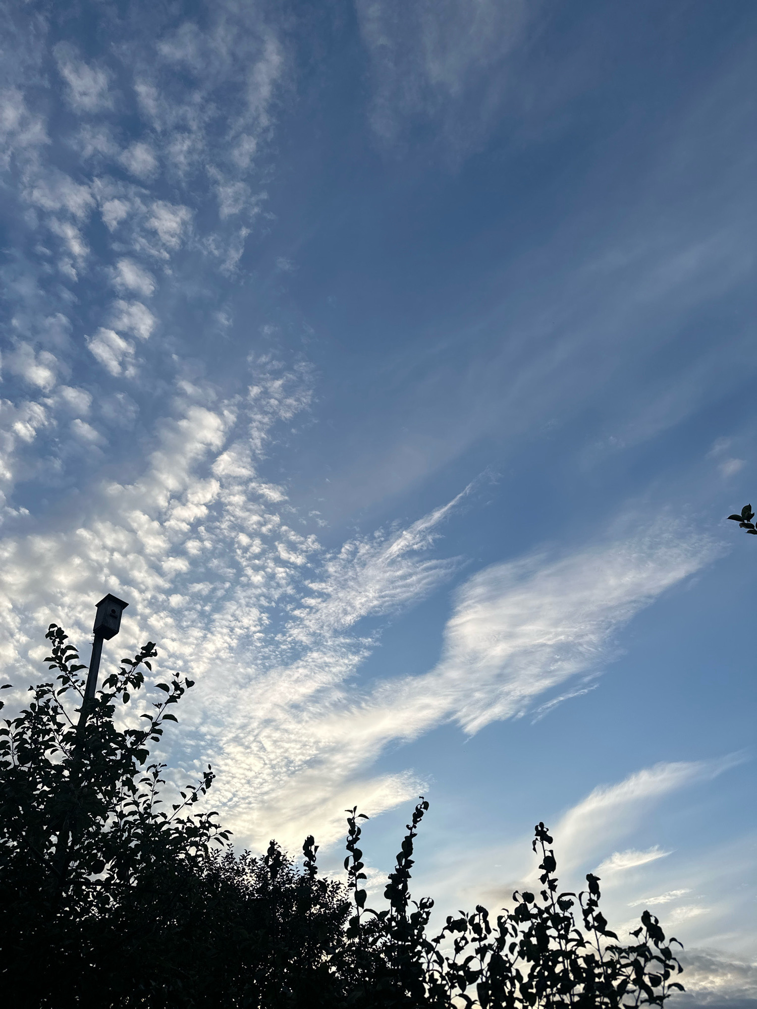 This is a medium shot, outdoor, vertical photograph taken in the evening or late afternoon. The sky fills the majority of the frame, transitioning from a lighter blue near the horizon to a deeper blue overhead. Wispy, white clouds are scattered across the sky, with denser patches of altocumulus clouds on the left and longer, streaky cirrus clouds on the right.
In the foreground, silhouetted against the sky, are the dark shapes of trees and foliage. On the left side of the image, a dark pole with a birdhouse on top is visible, partially obscured by the leaves of a tree. The leaves of the trees are dark and appear to be in shadow. The overall impression is one of a natural setting with some human-made elements. The location is specified as Хацюхоўскі сельскі Савет, Belarus.