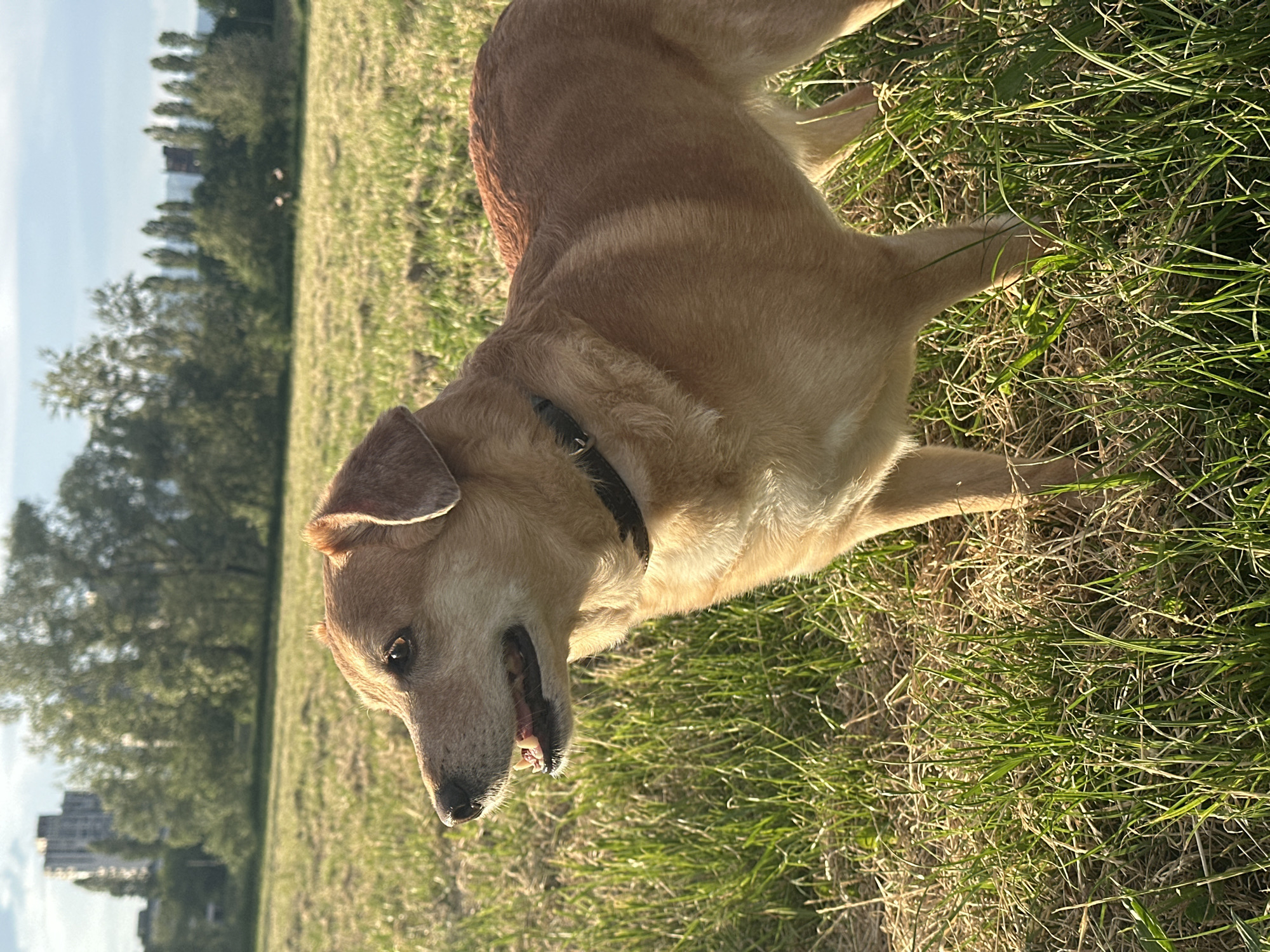 A light-brown dog with a black collar stands on a grassy lawn. In the background are trees and buildings, indicating an urban park setting in City of Zagreb, Croatia. The dog is angled towards the viewer, with its mouth slightly open. The grass is a mix of green and dried blades, suggesting the end of summer. The sun is shining, creating shadows and highlighting the dog's fur.