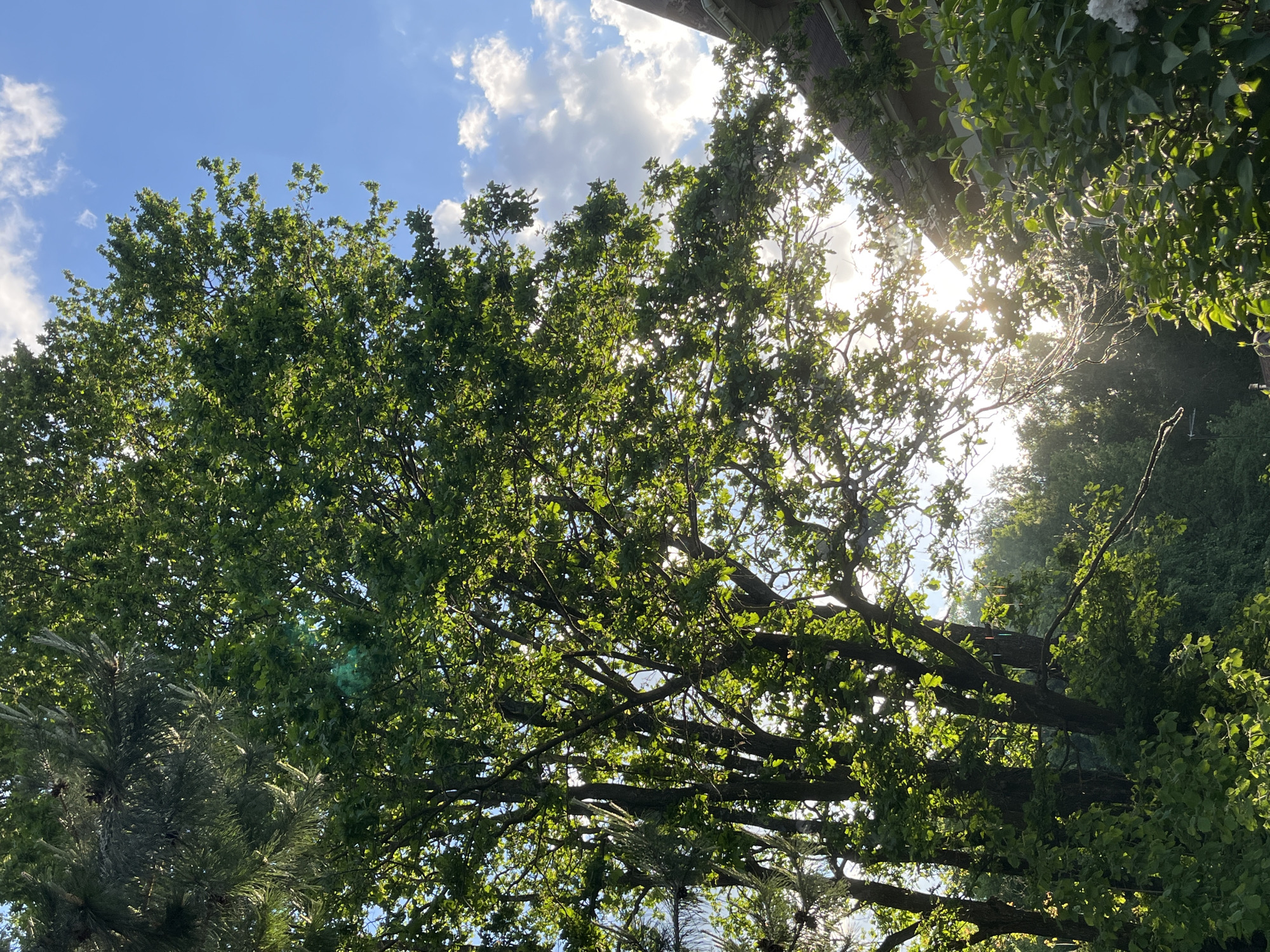 The image shows a view looking up through the branches and leaves of a tree toward a blue sky with scattered white clouds. Sunlight is visible filtering through the foliage. The location is likely Bogdanikha, Russia. Part of a building is visible in the upper right corner, covered in greenery. Another tree is in the bottom left of the image. There are no people visible.