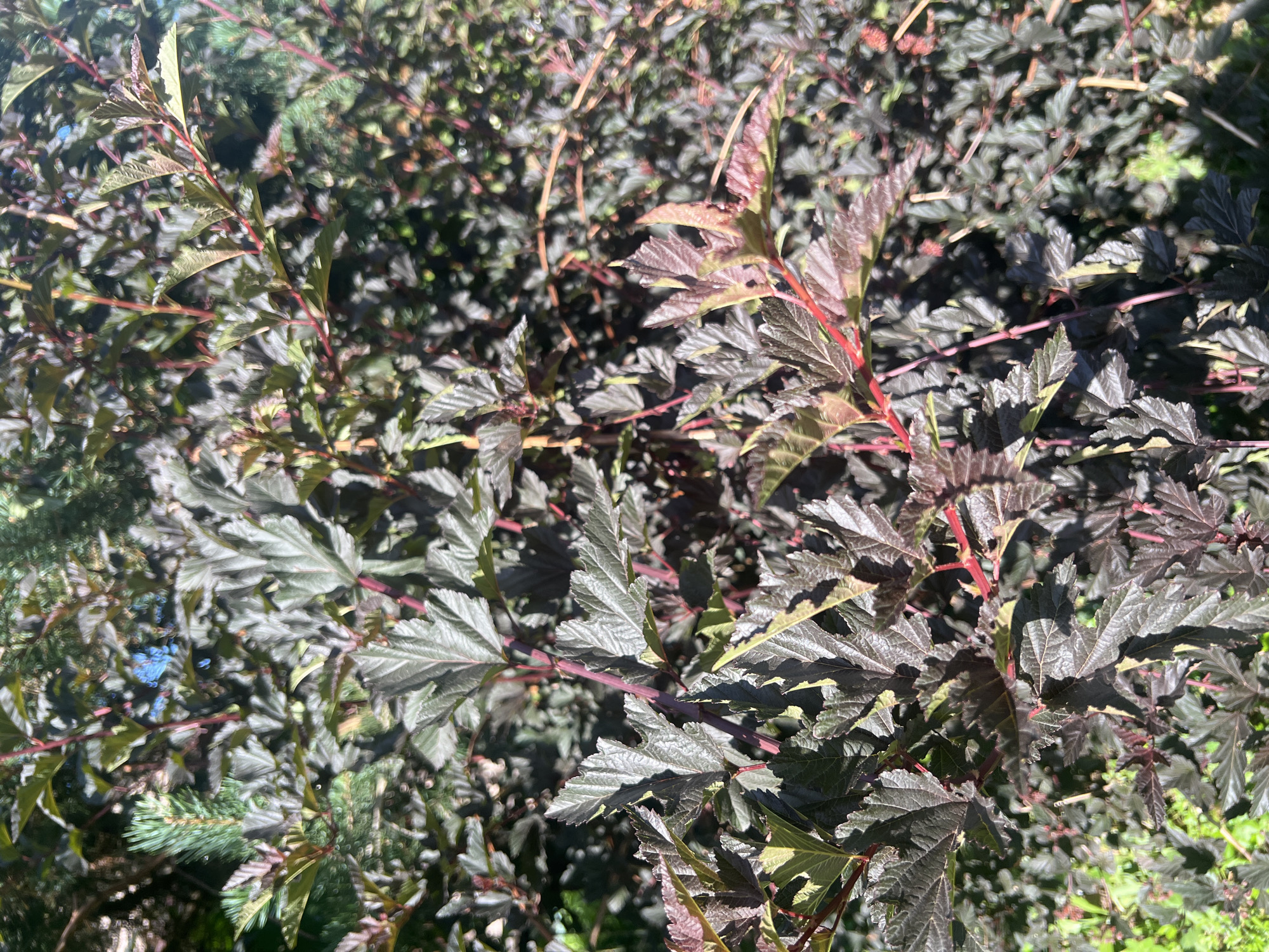 The image shows a close-up of dark-leaved shrubbery, possibly Ninebark. The leaves are serrated and a deep burgundy or purple hue with some lighter, reddish new growth. The stems are thin and red. In the background, there are hints of green foliage and what appears to be a bright blue object, possibly a piece of plastic or fabric, caught within the branches. The lighting suggests a sunny day, casting shadows and highlighting the textures of the leaves. The location is noted as Роса Снт, Russia, indicating it is likely a garden or natural area within that settlement. There are no people or specific actions depicted.