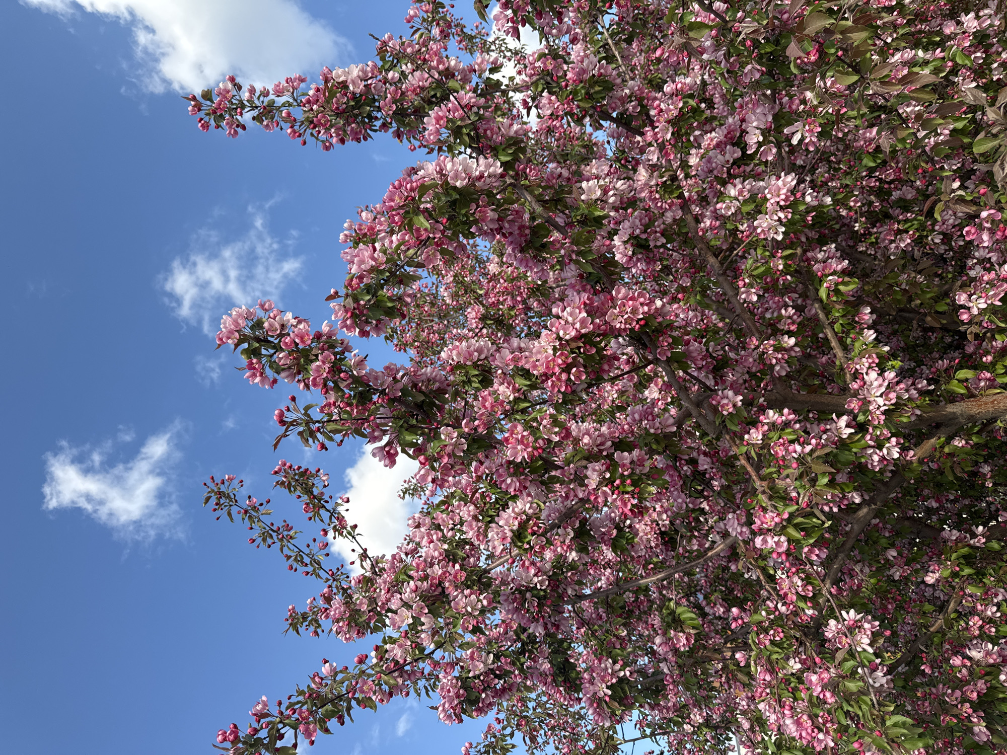 A low-angle shot captures a blossoming tree against a backdrop of blue sky with scattered white clouds. The tree is densely covered in pink flowers, interspersed with green leaves. Branches of the tree are visible amidst the profusion of blossoms. The scene is well-lit. The location is Kazan, Russia.