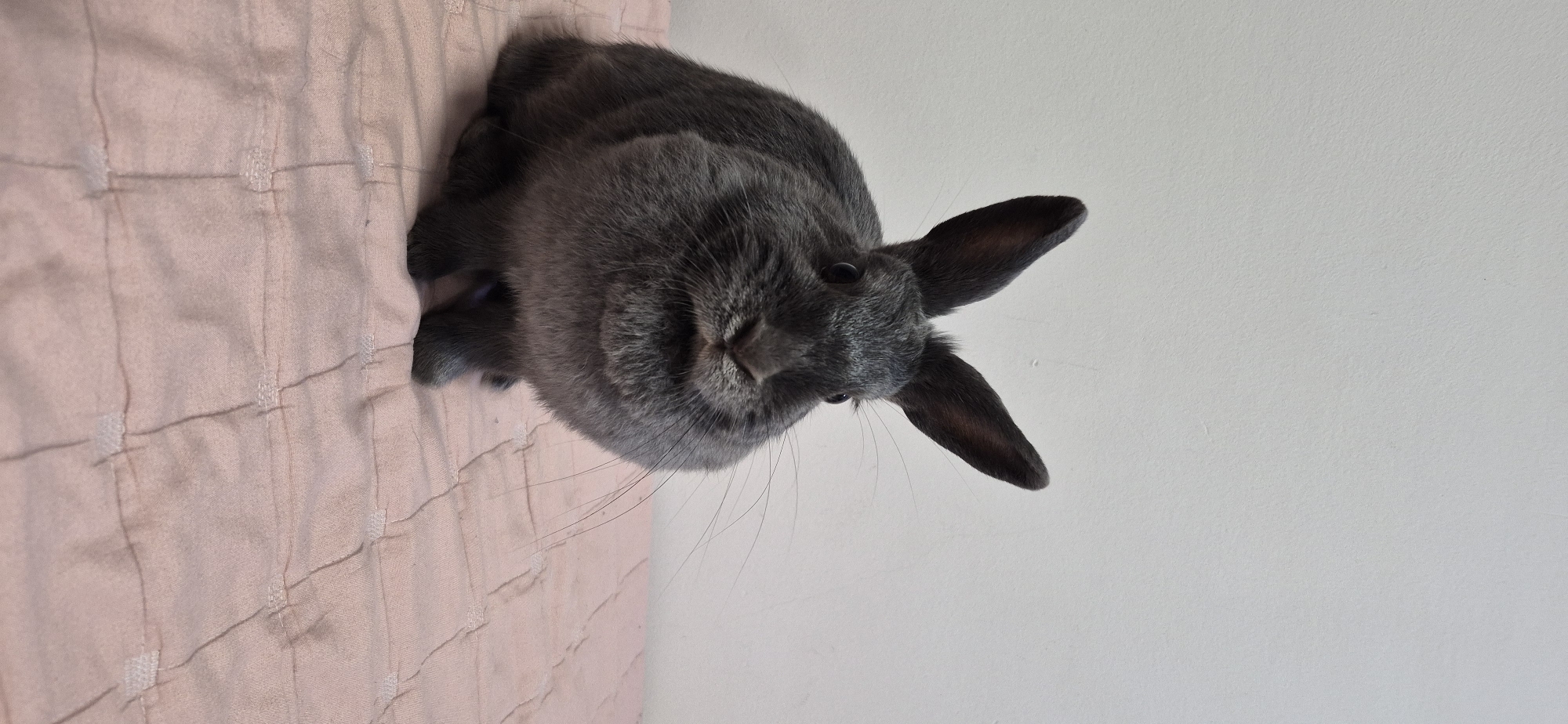 A gray rabbit is positioned on a pink, quilted surface in front of a plain, off-white wall. The rabbit is facing forward with its ears erect and its whiskers prominent. The background is a simple, undecorated wall. The foreground consists of the quilted pink surface. No specific location in the city of Ussurijsk, Russia, can be determined from this image.