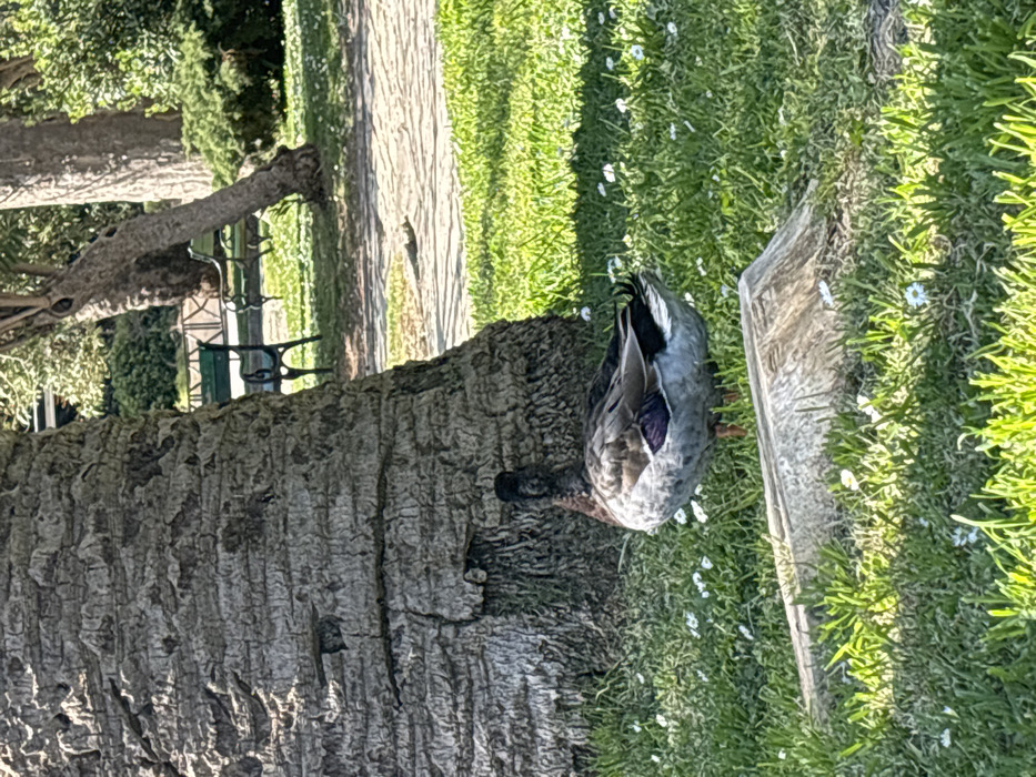 This image depicts an outdoor park scene in Budva, Montenegro, under bright sunlight. A domestic duck stands on vibrant green grass, facing away from the viewer, positioned left of center. The duck exhibits mottled grey, brown, and black plumage, with visible iridescent purple-blue speculum feathers on its wing and a dark-colored head. Immediately to the duck's left, a large, textured palm tree trunk occupies the left frame. The grass around the duck is interspersed with numerous small white flowers. In the bottom center foreground, an irregularly shaped light-colored concrete or stone object rests on the grass. In the midground, a paved pathway curves to the right, and two dark green park benches with ornate metal frames are partially visible among other trees and lush foliage in the background. No human subjects are present.