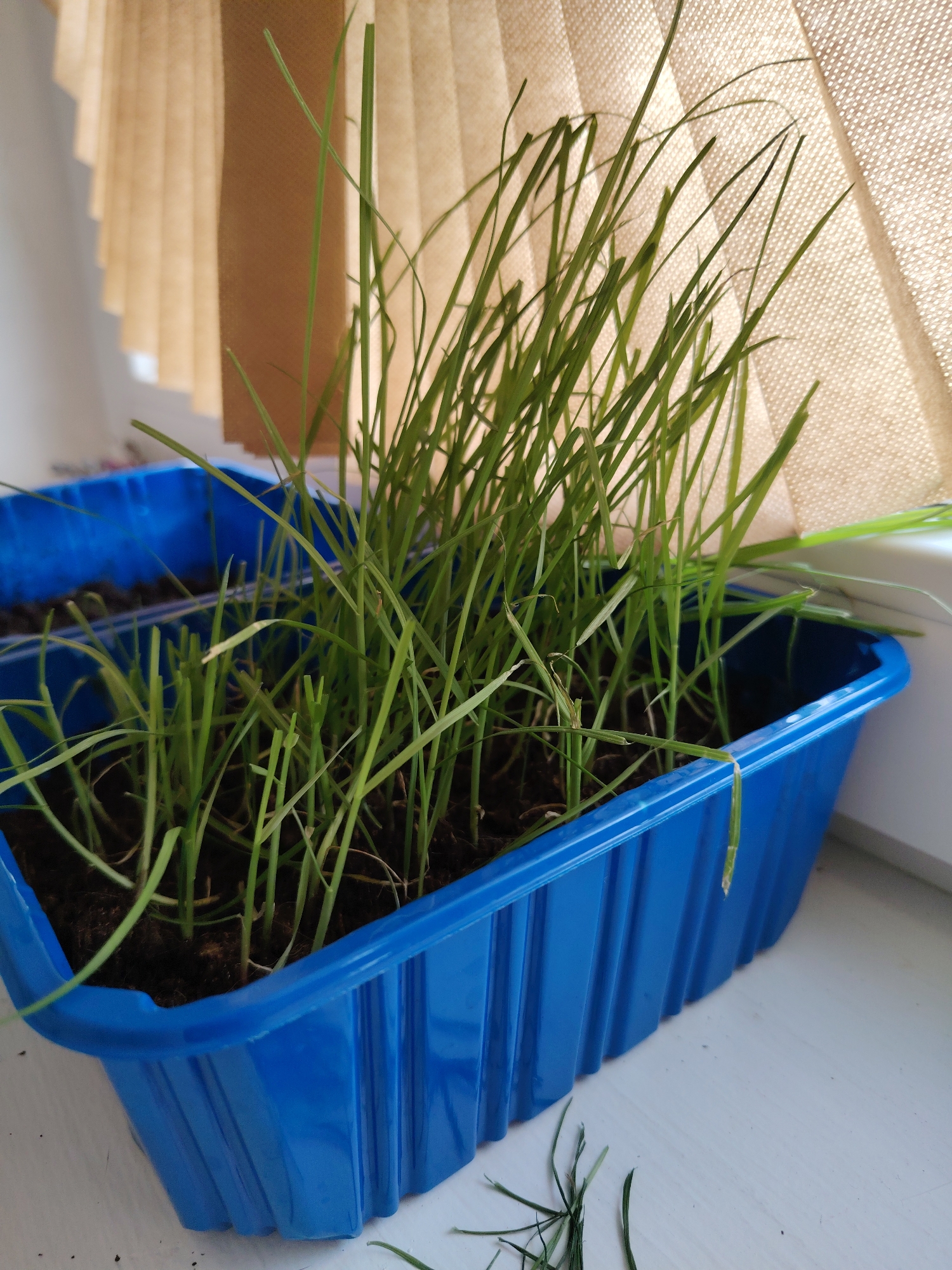 A bright blue plastic planter filled with young green grass is situated on a white surface, likely a windowsill. The planter has a ridged exterior and appears to be a standard seed tray. Several blades of grass have fallen outside the planter onto the white surface. In the background, a light brown, pleated curtain or blind is visible. The scene is well-lit, suggesting it is daytime. The location is an urban setting, but no specific city or street can be identified from the image.