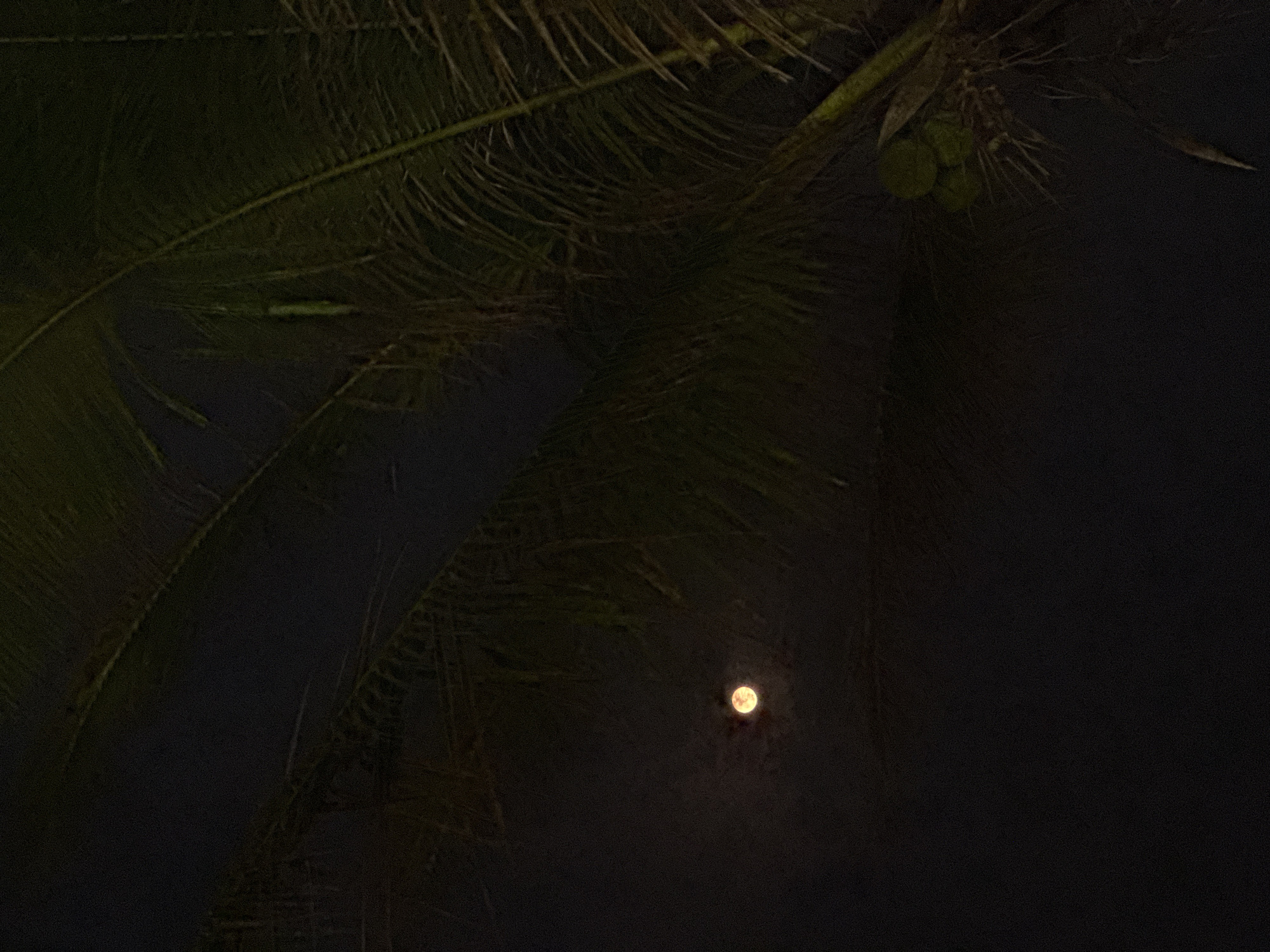 The image shows a night scene in Đà Nẵng, Vietnam, taken from below a palm tree. The fronds of the tree are visible at the top and left of the frame. A cluster of coconuts is visible at the top right. In the center of the frame, the moon is visible through the leaves. The background is dark.