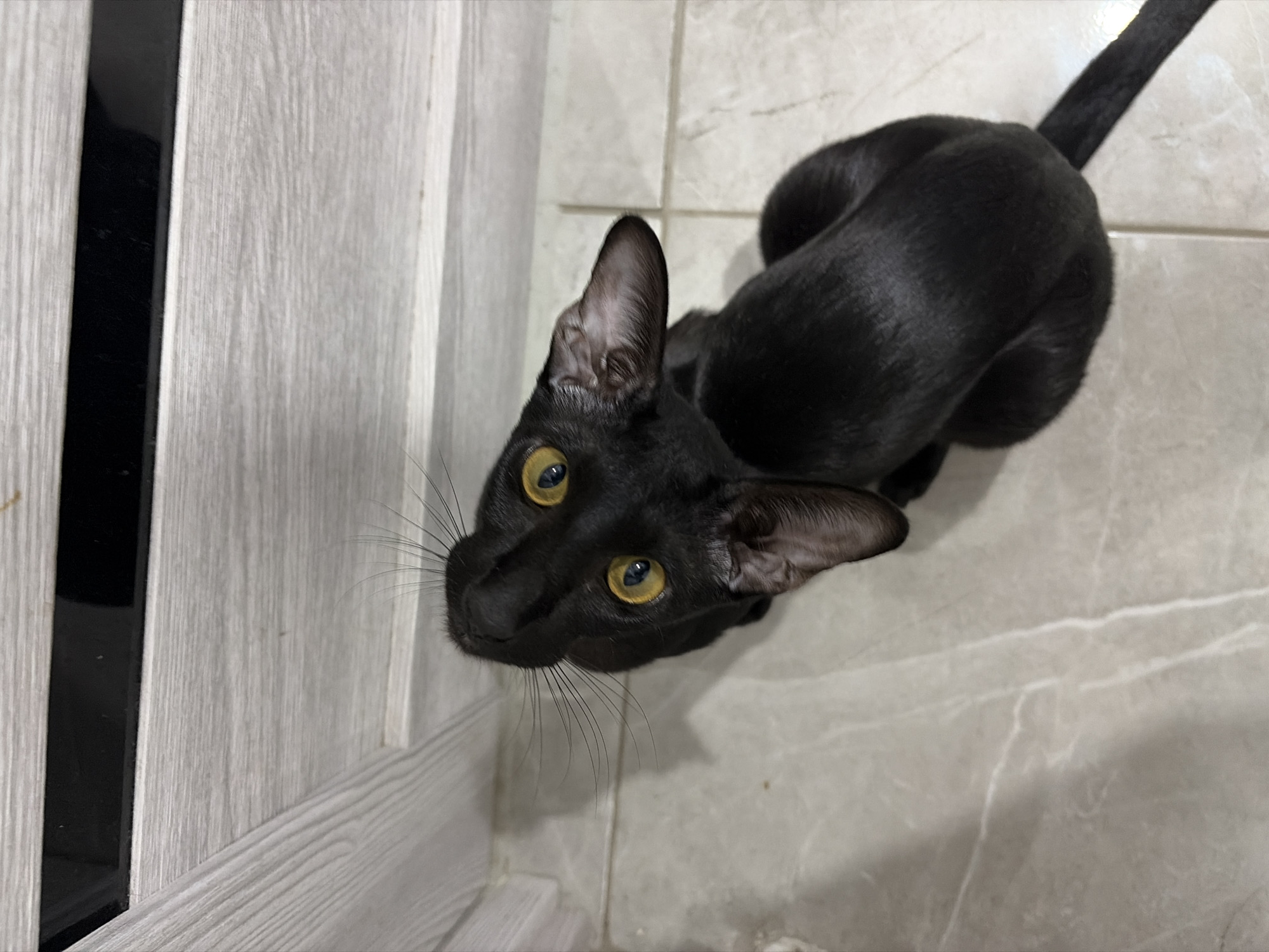 A black cat with bright yellow eyes is sitting on a light-colored tiled floor, looking upwards. The cat's ears are large and pointed, and its whiskers are prominent. The background consists of a light-colored wall with horizontal wood-grain texture, and a black stripe running horizontally across the top. The scene appears to be indoors, possibly in an apartment in the city of Chaikovsky, Russia.