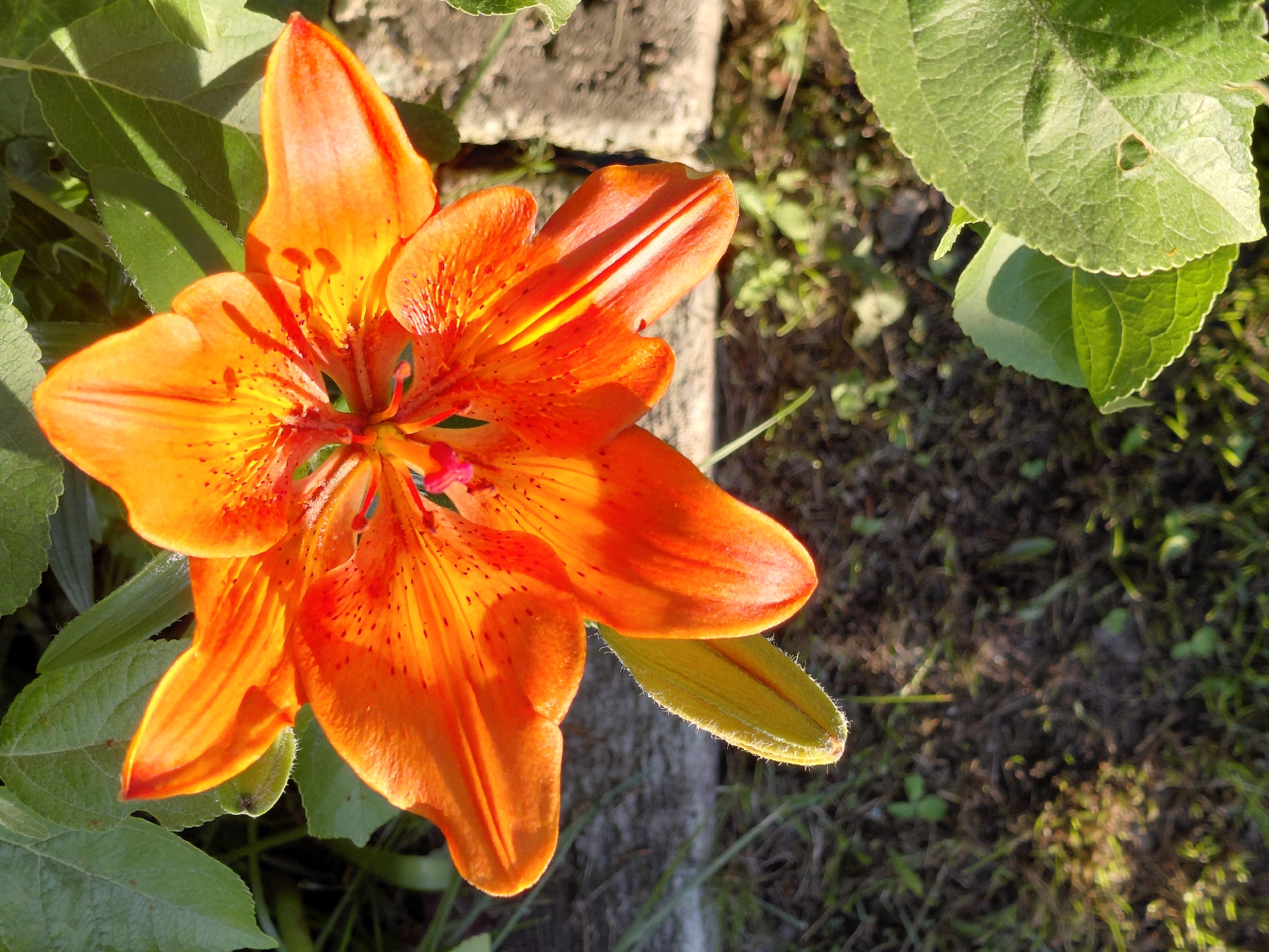 This close-up, high-angle shot features a vibrant orange tiger lily in full bloom. The flower is the central subject, its petals unfurling to reveal delicate stamens with red anthers. The petals are adorned with dark orange spots, adding to the flower's striking appearance. To the left and partially obscuring the flower are lush green leaves, some catching the sunlight. To the right and behind the flower, the ground is covered in dry grass and scattered green foliage, with a rough, light-colored stone or concrete structure visible in the background. A single, tightly closed green bud is also visible to the right of the bloom. The lighting suggests it is daytime, likely late afternoon given the warm, directional sunlight casting shadows and highlighting the textures of the flower and leaves. The setting appears to be an outdoor garden or natural area, possibly in or around Novosyolovo, Russia. No people or text are visible in the image.
