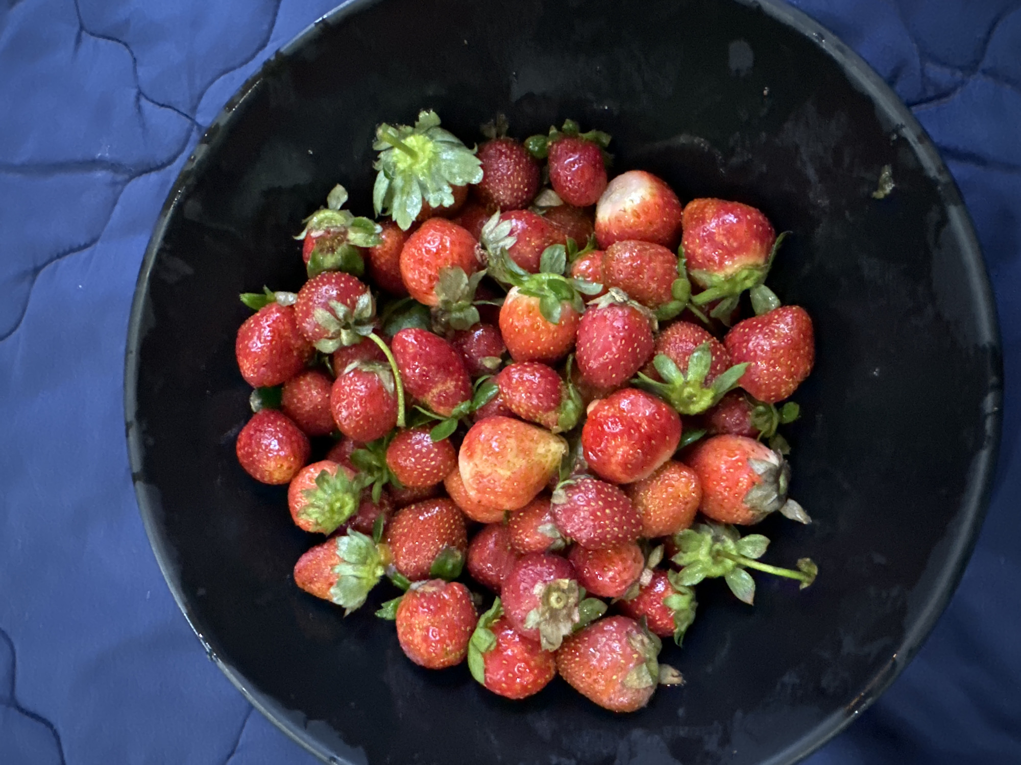A bowl filled with strawberries rests on a blue quilted surface. The bowl is black and appears to be made of plastic or ceramic. The strawberries are mostly red with green stems and vary in size and ripeness. The background consists of a blue quilted material, likely a blanket or bedspread. The image appears to be taken indoors. It is not possible to determine if the photo was taken in Da Lat, Vietnam from the image alone.