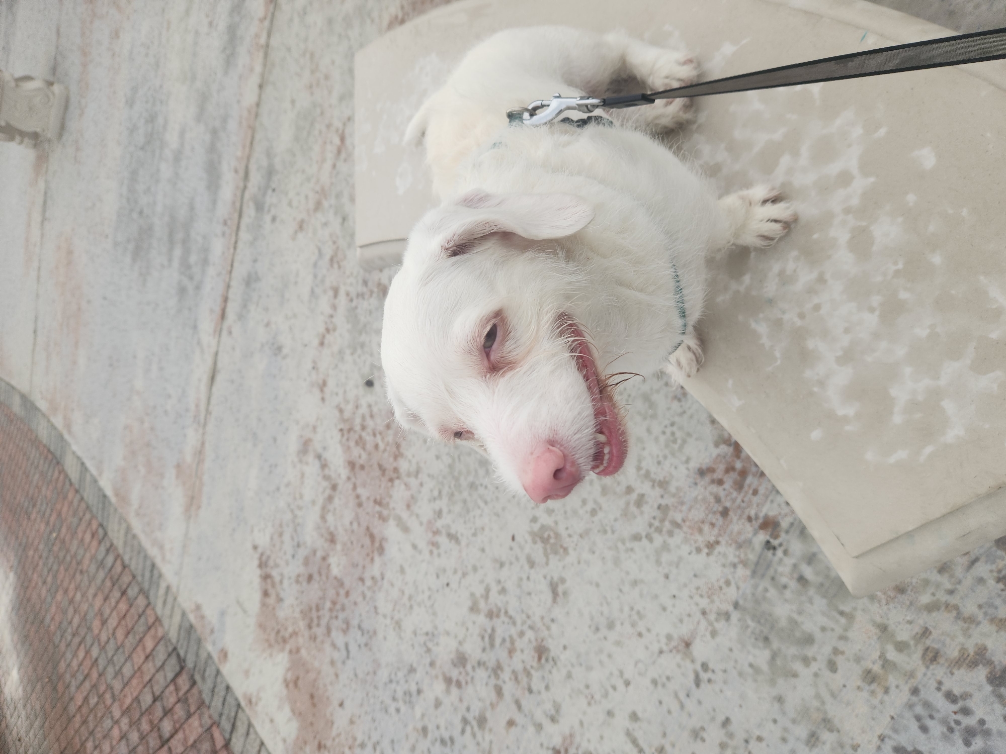 A white dog with pink ears and a pink nose is sitting on a light-colored concrete bench outdoors. The dog is facing left and appears to be smiling, with its mouth slightly open, revealing its teeth. A black leash is attached to the dog's collar and extends out of the frame to the right. The ground around the bench is also concrete and appears wet in places, with reddish-brown stains. To the left of the bench, a brick-patterned walkway is visible. The overall environment suggests a park or public outdoor space in Altamonte Springs, Florida, United States of America.