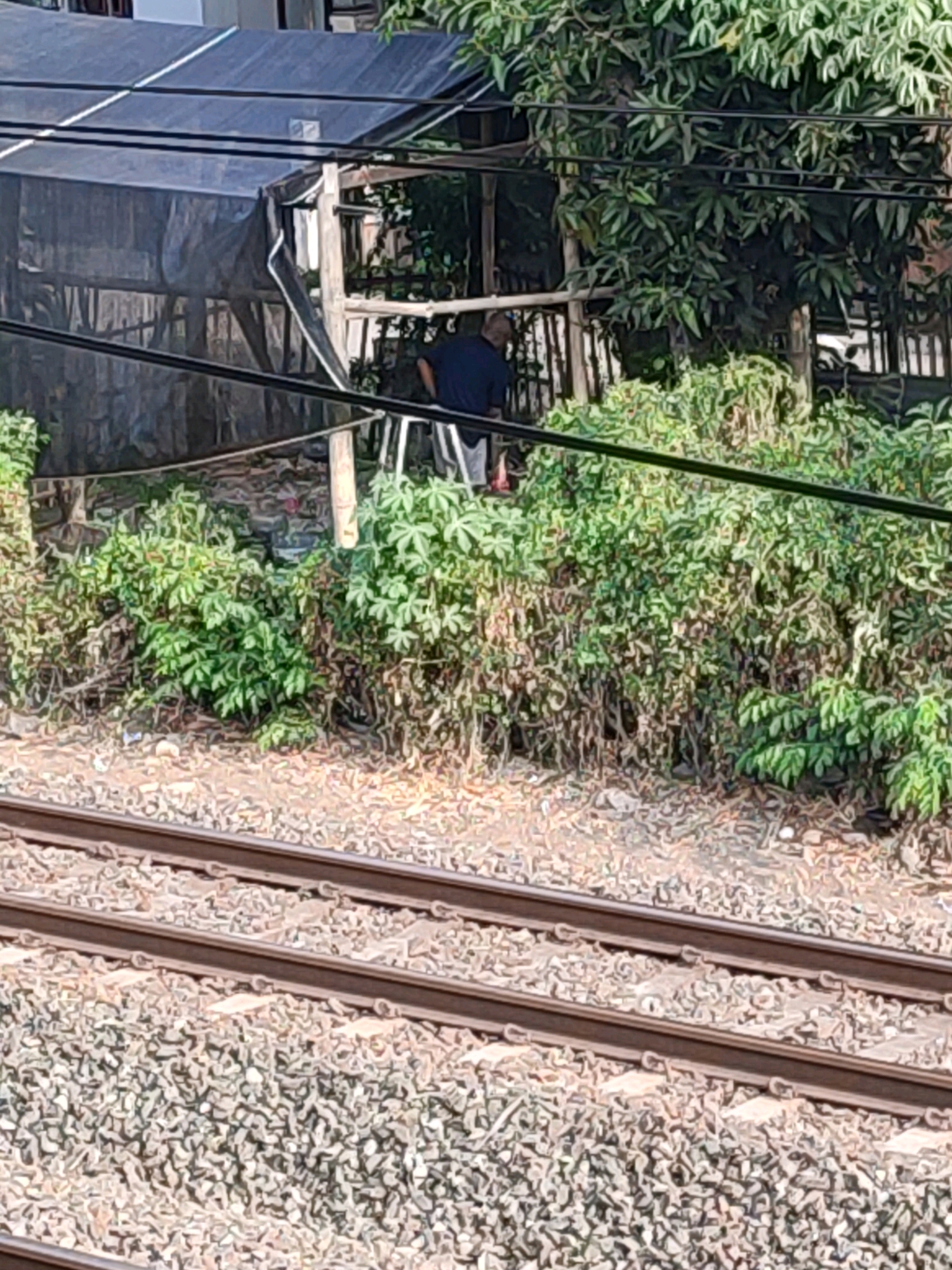 In the city of Kasihan, Indonesia, a person in a dark blue shirt and light-colored pants is standing near a structure with a black tarp. The structure appears to be a greenhouse or shed with wooden supports. There is lush green vegetation surrounding the structure, including bushes and trees. In the foreground, two sets of train tracks run horizontally across the image, with gravel ballast between them. Overhead, black cables are visible. The scene suggests an outdoor area adjacent to a railway line.