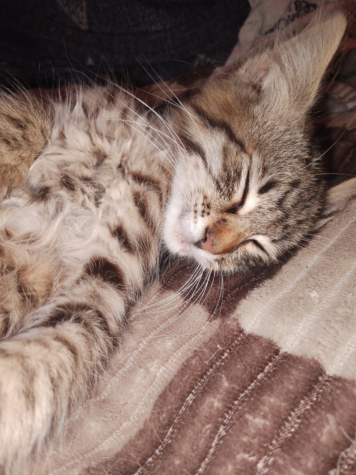 A close-up, overhead shot shows a domestic cat sleeping on a patterned blanket. The cat is a tabby with gray, brown, and white fur. Its eyes are closed, and its head is resting on its paws. The blanket is brown with lighter-colored stripes. The scene is dimly lit, and the focus is on the cat's face and fur.