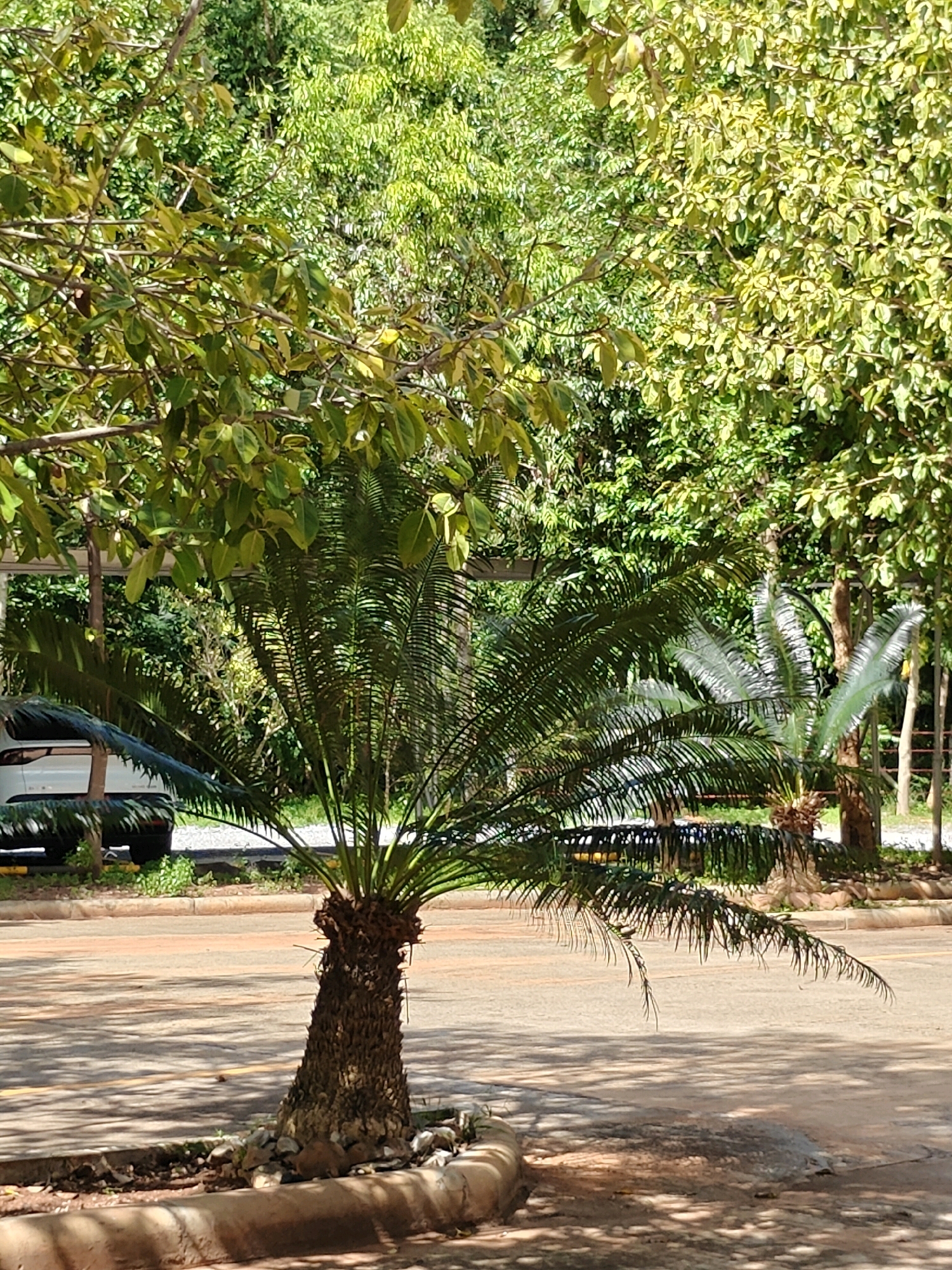 A short sago palm with a rough, textured trunk stands in the foreground on the edge of a paved road. Its fronds spread outwards, casting dappled shadows on the ground. Behind it, lush green trees with dense foliage create a vibrant backdrop. In the middle ground, a white car is partially visible, parked on the side of the road. The environment appears to be a tropical or subtropical setting, possibly within the city of Mu Si, Thailand, characterized by abundant vegetation and clear daylight conditions.