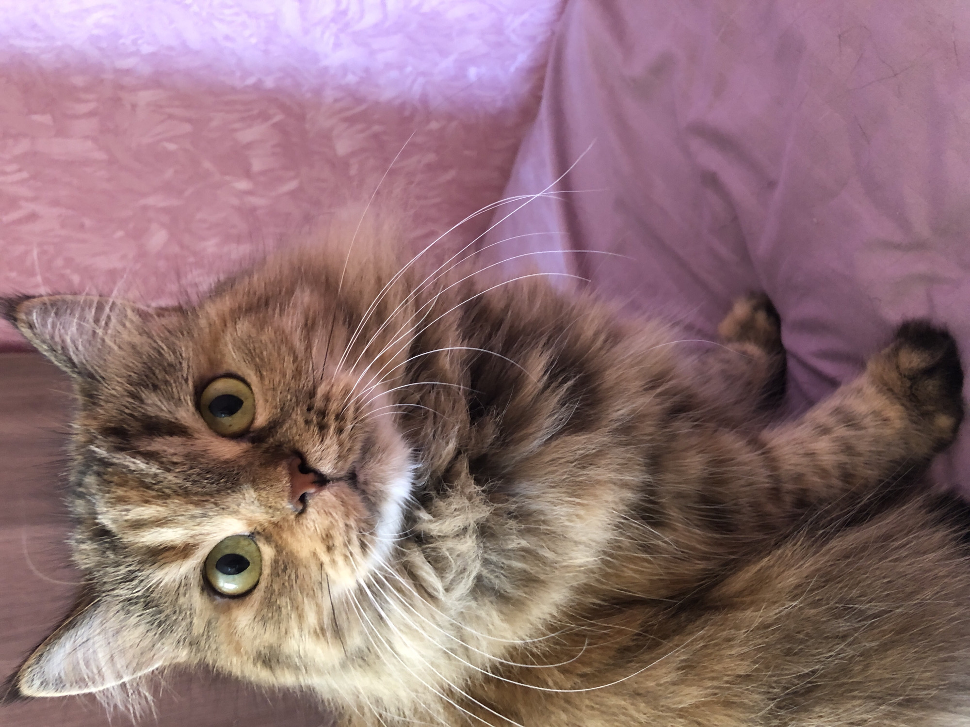 A close-up shot features a long-haired, brown tabby cat with striking green eyes and prominent white whiskers. The cat is sitting, facing the camera, with its fur appearing soft and slightly ruffled. The background consists of a textured pink fabric, possibly a blanket or curtain, and a smooth purple surface, likely a bedsheet or upholstery. The lighting is soft, casting gentle shadows and highlighting the cat's features. The image is a portrait of the feline subject, with no discernable urban environment or specific city location.
