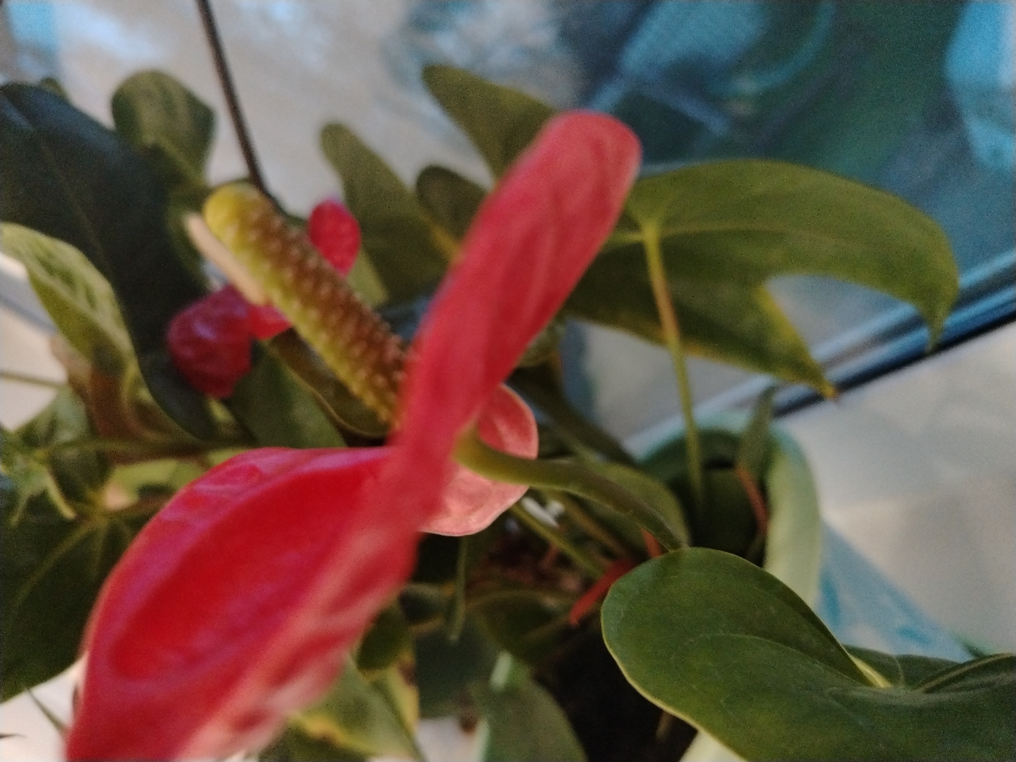 The image shows an Anthurium plant with a prominent red spathe and a spadix with small red flowers on it. The plant has dark green, heart-shaped leaves. The background appears to be a window with a blurry, indistinct view.