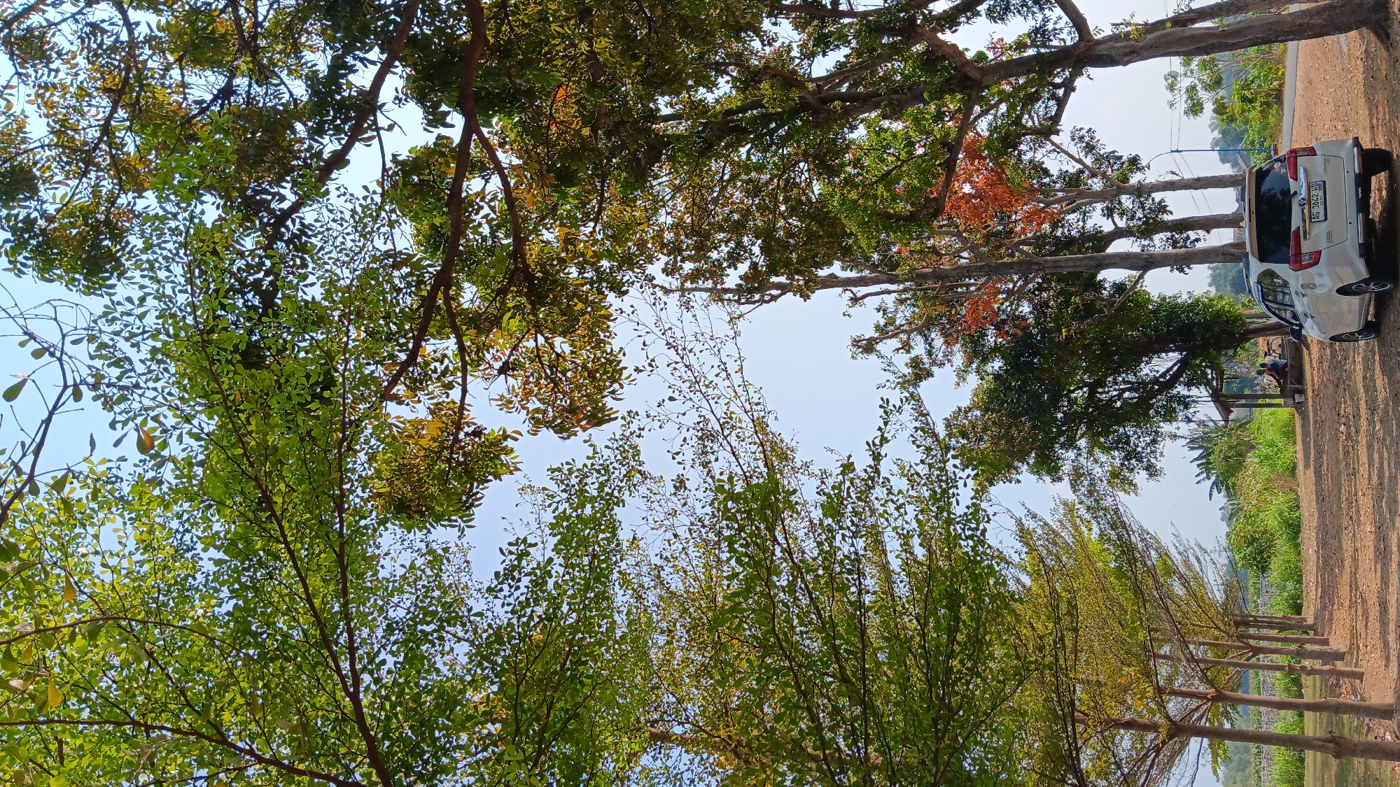 A white car is parked on a dirt road under a canopy of trees. The car is facing to the left of the frame, with its rear end closest to the viewer. The trees are lush and green, with some leaves showing autumnal colors. In the background, there is a small, open-air pavilion with two people sitting inside. The location is in Getas, Indonesia.