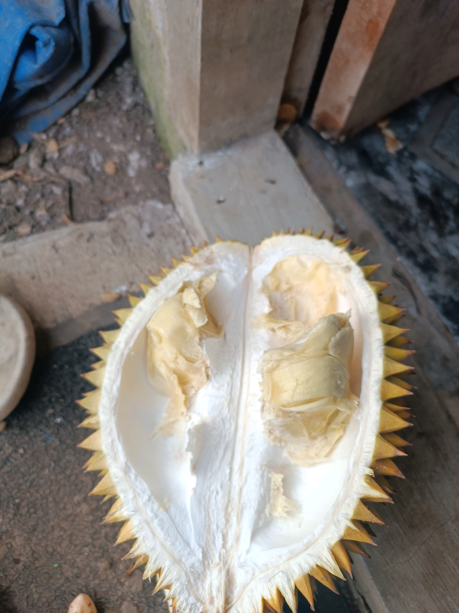 The image shows a halved durian fruit, with its creamy yellow flesh visible inside. The durian is open, revealing its spiky outer shell. The fruit is positioned on a wooden surface, with a background of dirt and some blue tarp. The lighting suggests it might be outdoors or in a dimly lit area. The scene appears to be a casual setting, possibly in a home or market. There are no people visible in the image.