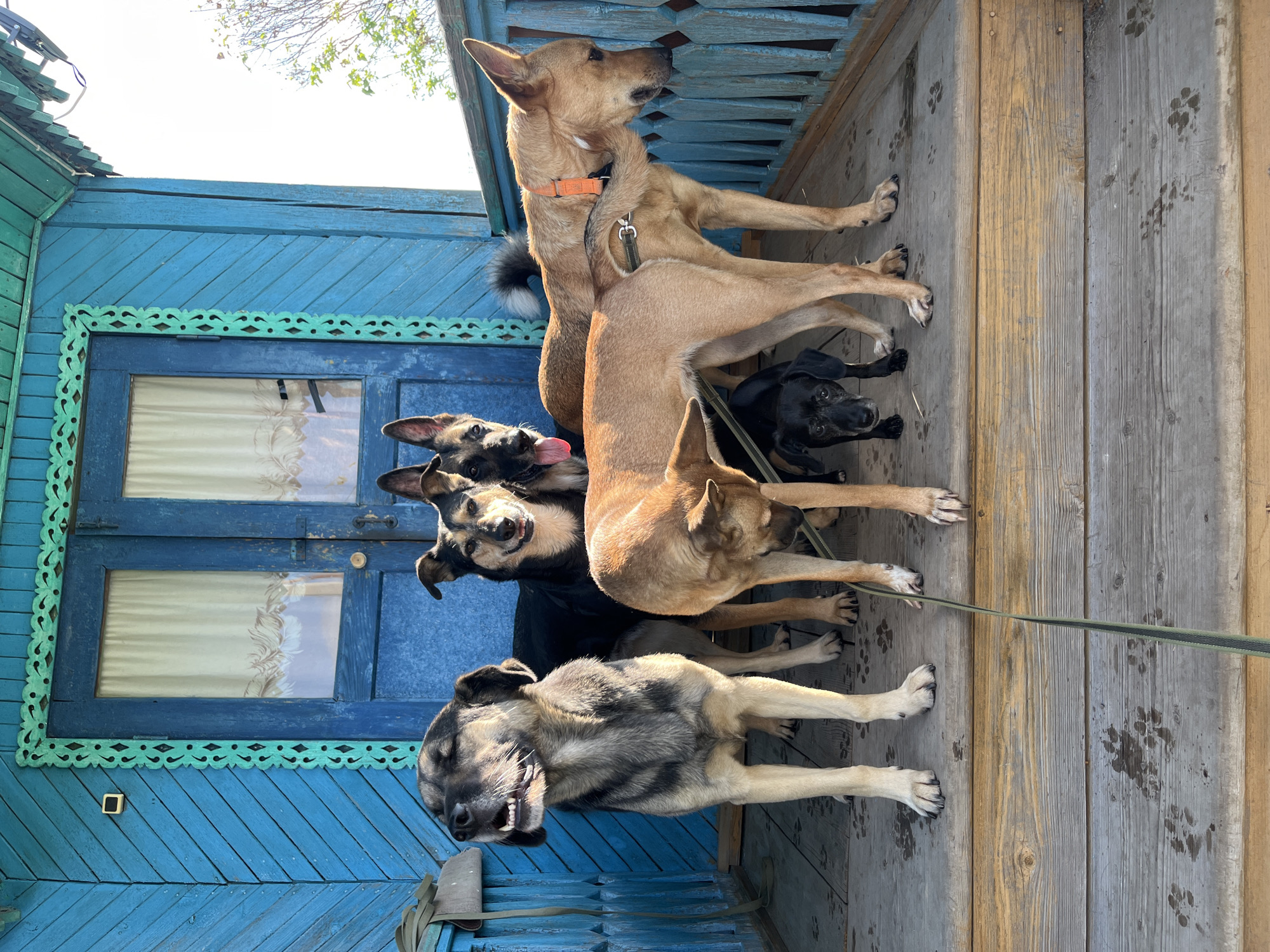 The image depicts a group of six dogs on a wooden porch in front of a bright blue wooden house with ornate green trim around the doors. The house appears to be of traditional Russian design, possibly located in Nizhny Tagil, Russia, given the context.
In the foreground, a large, light brown and gray dog stands with its mouth open, panting. To its right, a black and tan dog with pointy ears is looking towards the viewer with its tongue slightly out. Behind these two dogs, a darker, black dog is visible, also with pointed ears.
In the middle ground, a tan dog with an orange collar is standing, looking down and to the right. Another tan dog is positioned in front of it, facing the same direction. A small black dog is standing between the legs of the tan dogs, looking directly at the camera.
The porch floor is made of wooden planks with several paw prints visible. A green leash is trailing across the floor. The background features a blue door with white curtains visible through the glass panes, and a wooden railing. The overall impression is a casual outdoor setting with a collection of dogs.
