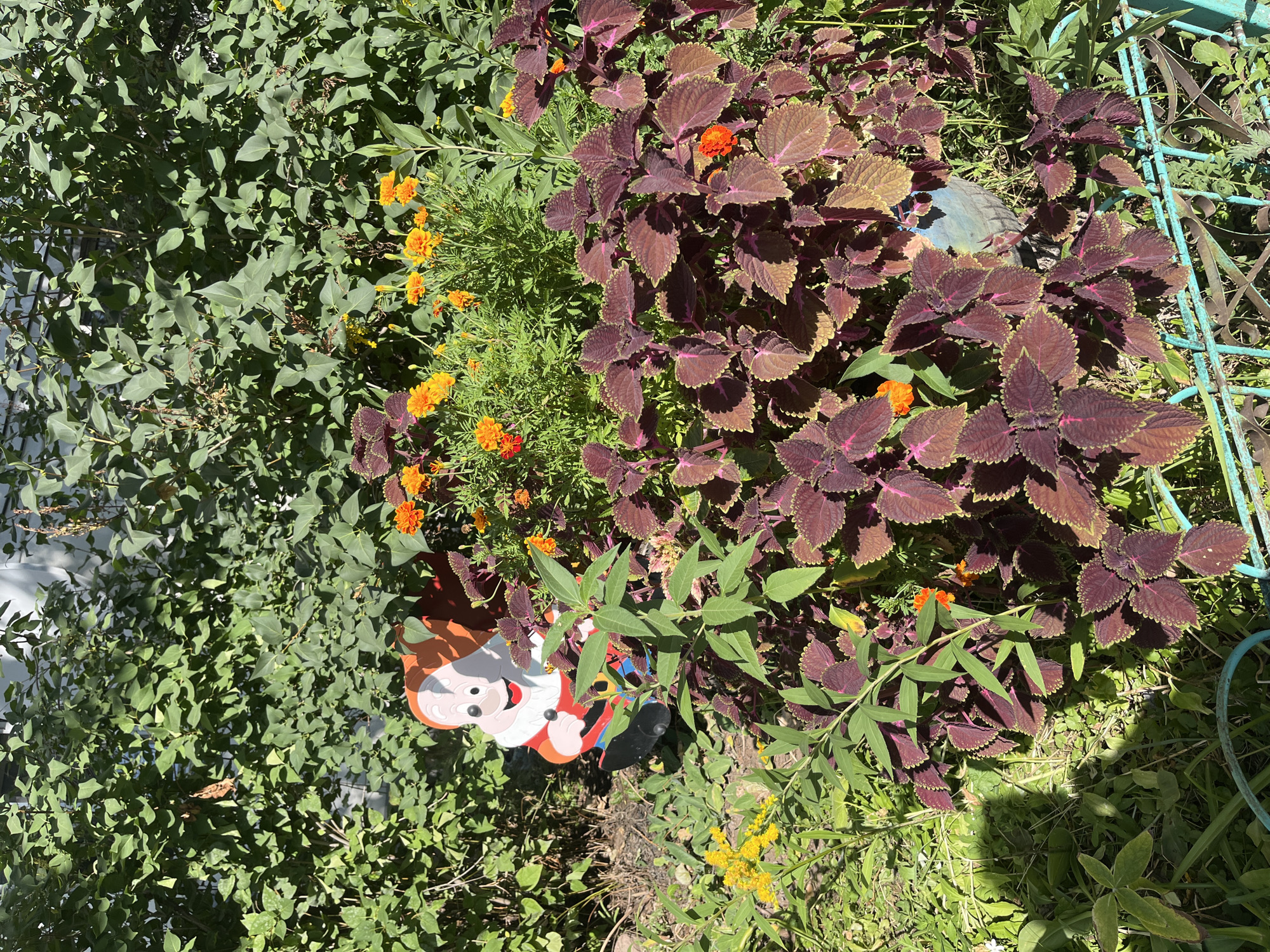 This is a photograph of a garden scene, likely a residential backyard or a public park, taken on a sunny day. The foreground is dominated by a dense planting of ornamental plants, predominantly coleus with deep burgundy and green variegated leaves. Interspersed among the coleus are bright orange marigolds in bloom. To the left of the coleus, a cutout garden decoration resembling a cartoonish gnome with a red cap and white beard is visible, positioned amongst the greenery. Behind the coleus and gnome, a layer of lush green foliage from various bushes forms the backdrop. A section of a light-colored wall or building is visible peeking through the upper portion of the foliage. A teal-colored metal fence runs along the bottom edge of the frame, partially obscured by plants. The overall impression is one of a vibrant and well-tended garden space. The image does not provide any specific visual cues to confirm its location within the city of Astana, Kazakhstan.