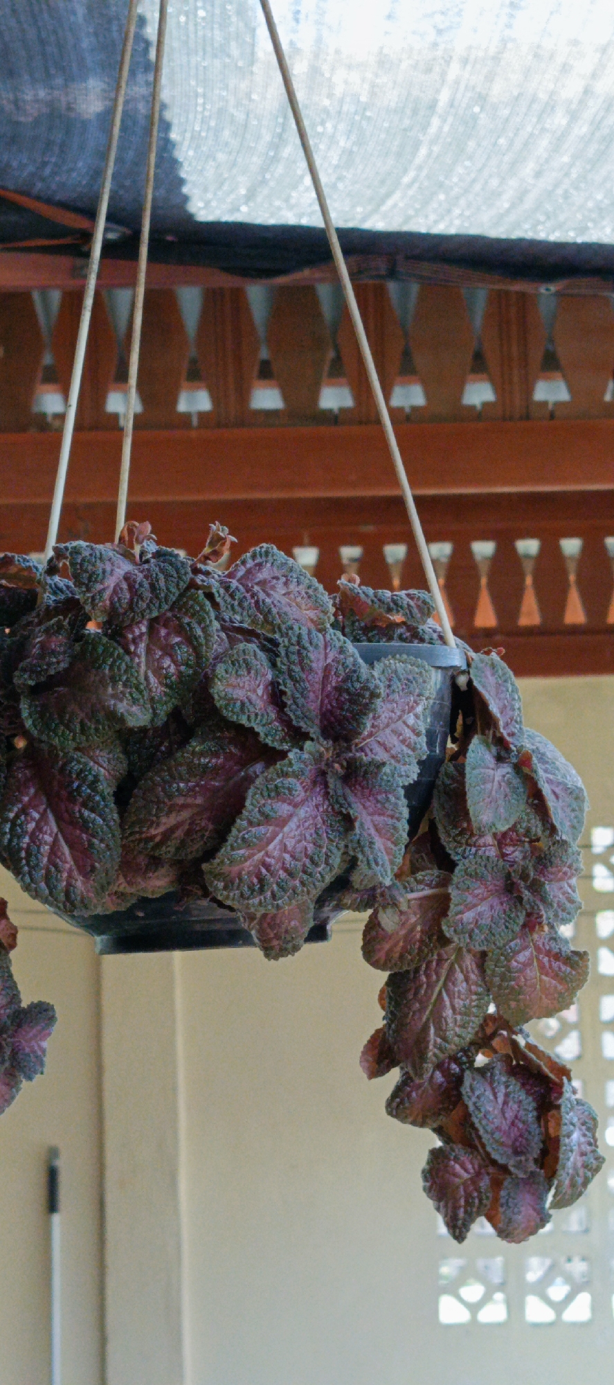 A hanging basket filled with a plant with textured, deep purple and green leaves is suspended from thin white cords. The basket is dark in color and partially obscured by the foliage. Behind the plant, a wooden architectural element with repeating diamond-shaped cutouts and a dark band runs horizontally across the frame. Above this, a light-colored, textured fabric or awning is visible, with a dark edge along its lower portion. The background consists of a light-colored wall, a portion of a white pole or stick, and a patterned white lattice structure. The scene appears to be outdoors or in a covered outdoor space in Pasi Rawa, Indonesia.