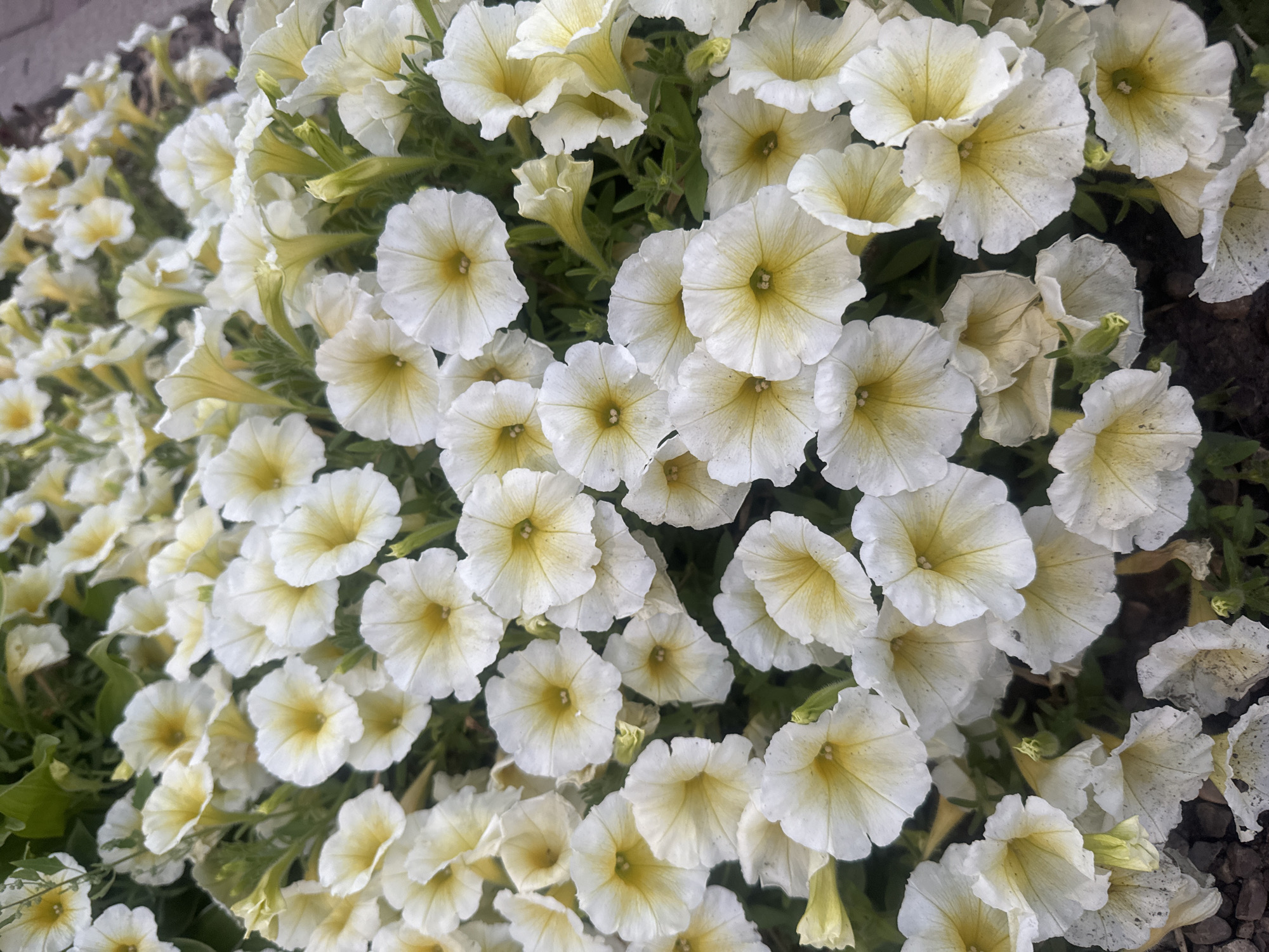 This is a close-up, overhead shot of a dense patch of white petunias with pale yellow centers. The flowers are in full bloom and their petals are slightly ruffled. The background consists of dark green foliage and hints of dark brown mulch at the bottom of the frame. There are no people or animals visible in the image. The lighting is natural and appears to be daytime. Without further information, it is impossible to determine the specific location in Irkutsk, Russia.