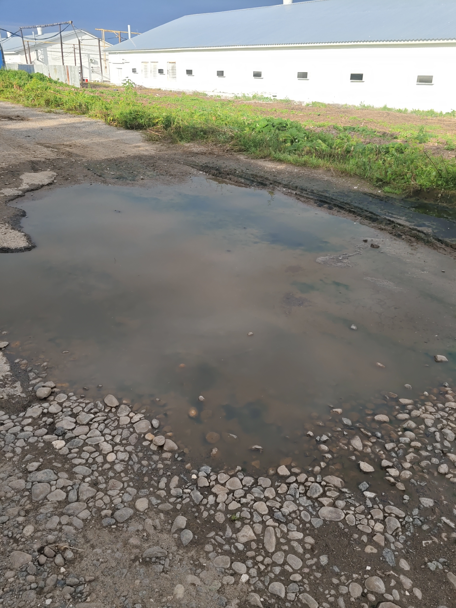 A large puddle of murky water sits on a gravelly dirt path in front of a white building with a gray roof. The puddle reflects the cloudy sky above. In the background, a patch of green grass and some dry brush are visible. The building appears to be industrial or agricultural, with several windows and ventilation openings. The path is uneven and has tire tracks in some areas. The scene appears to be in a rural or semi-industrial area, possibly in or near the village of Platoschino, Russia.